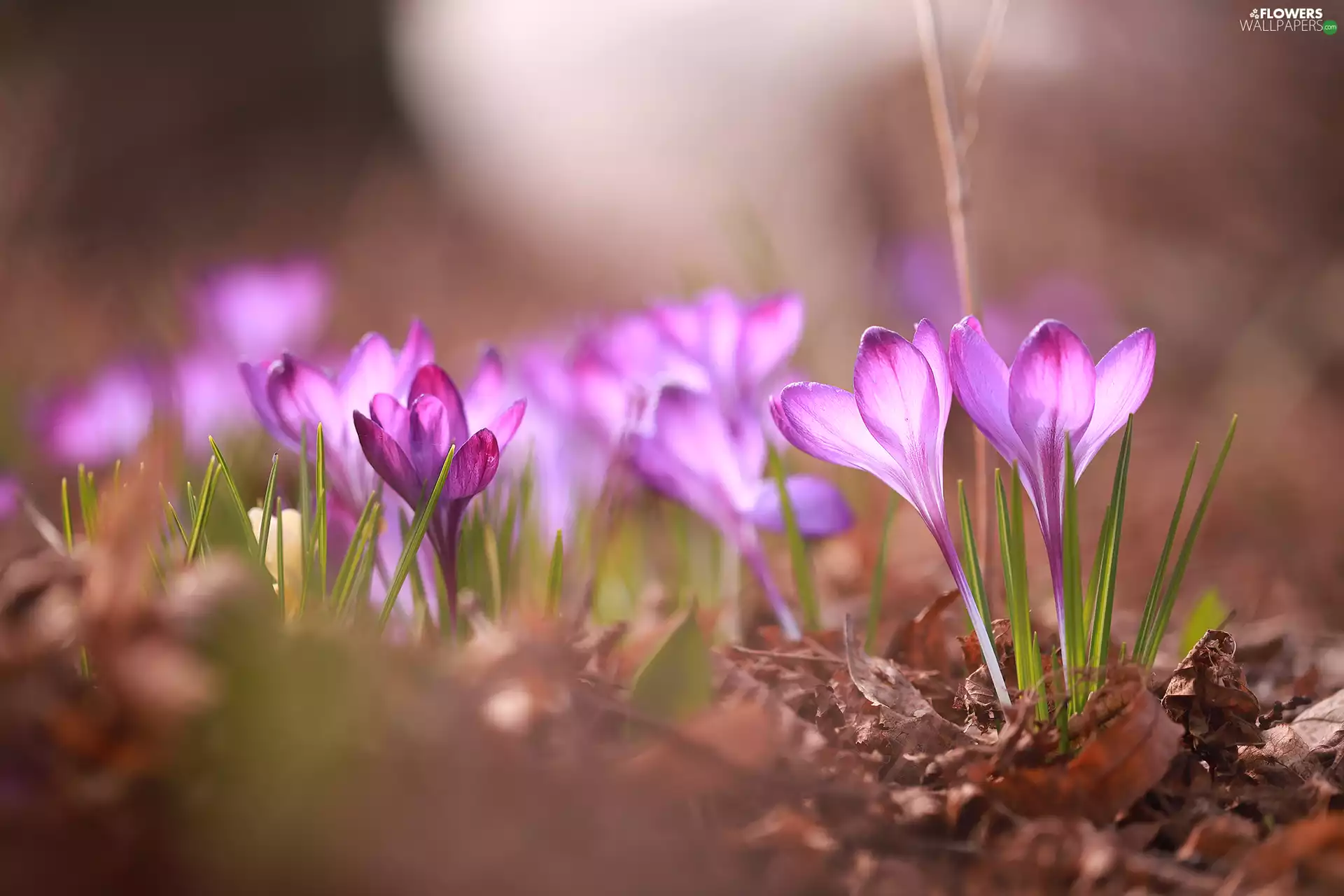 Spring, illuminated, purple, Flowers, crocuses