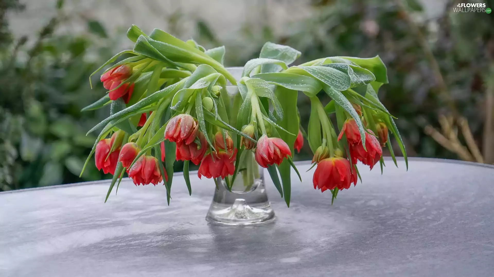 Flowers, Red, Tulips, inclined