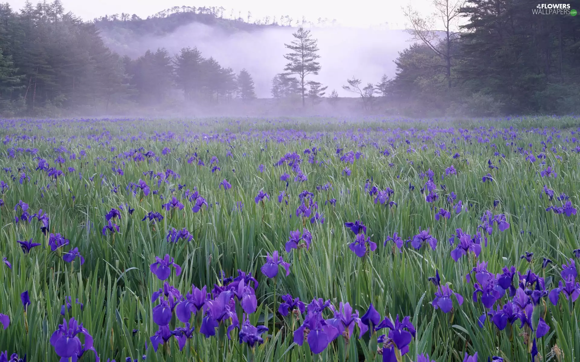 Meadow, Blue, Irises, Fog