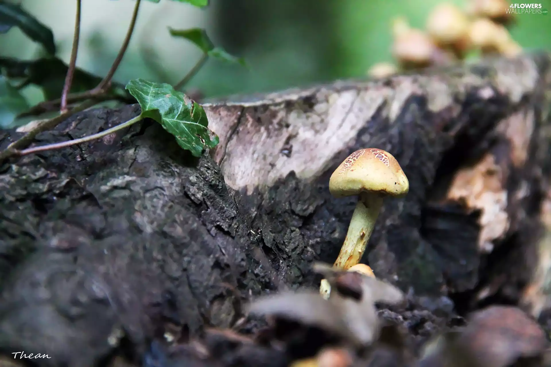 ivy, mushroom, trunk