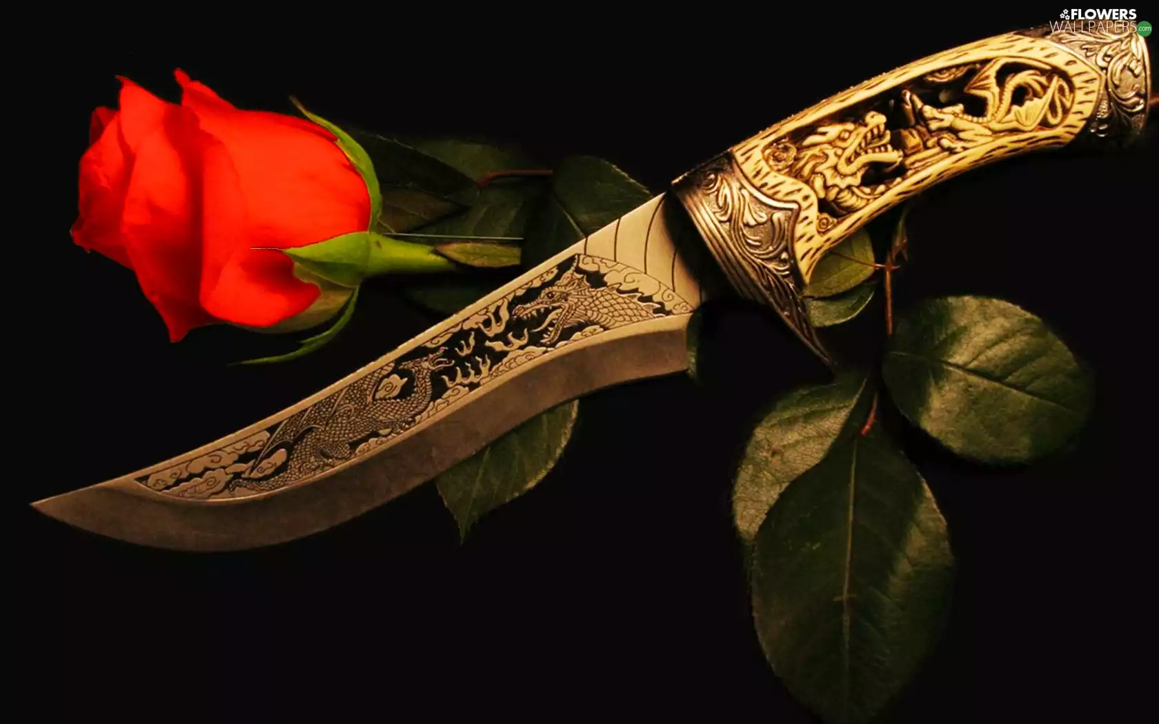 rose, knife