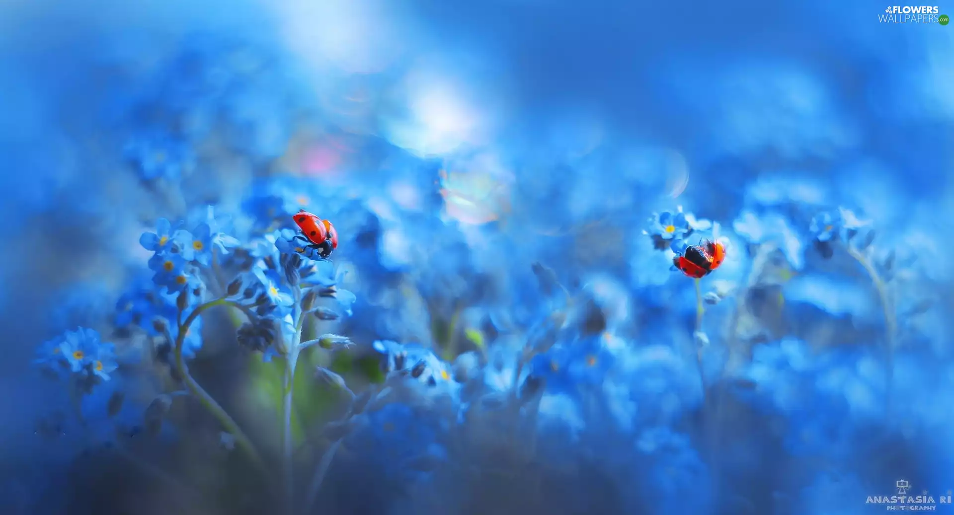 Two, ladybugs, Flowers, Forget, Blue