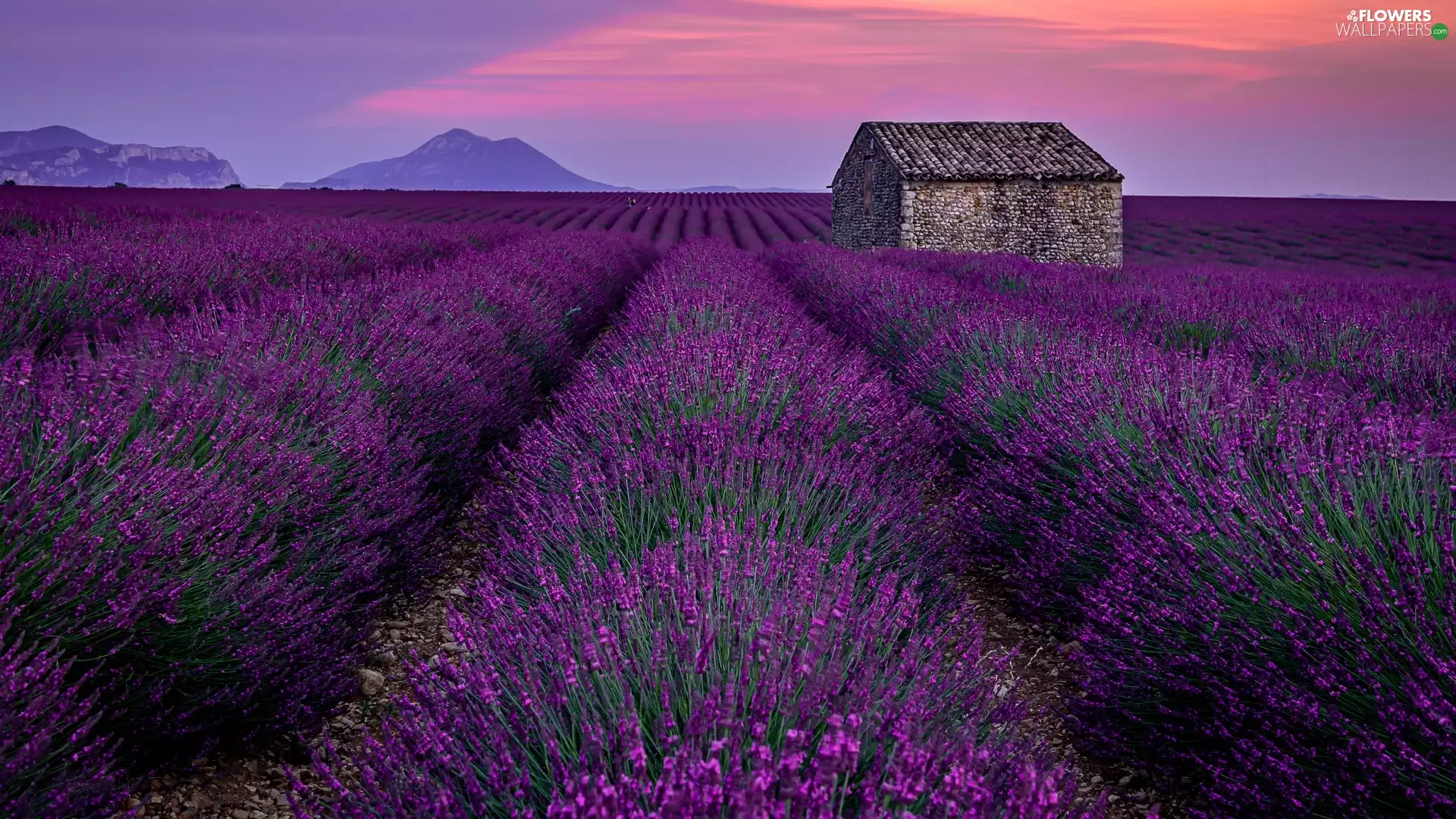 Field, brick, house, lavender