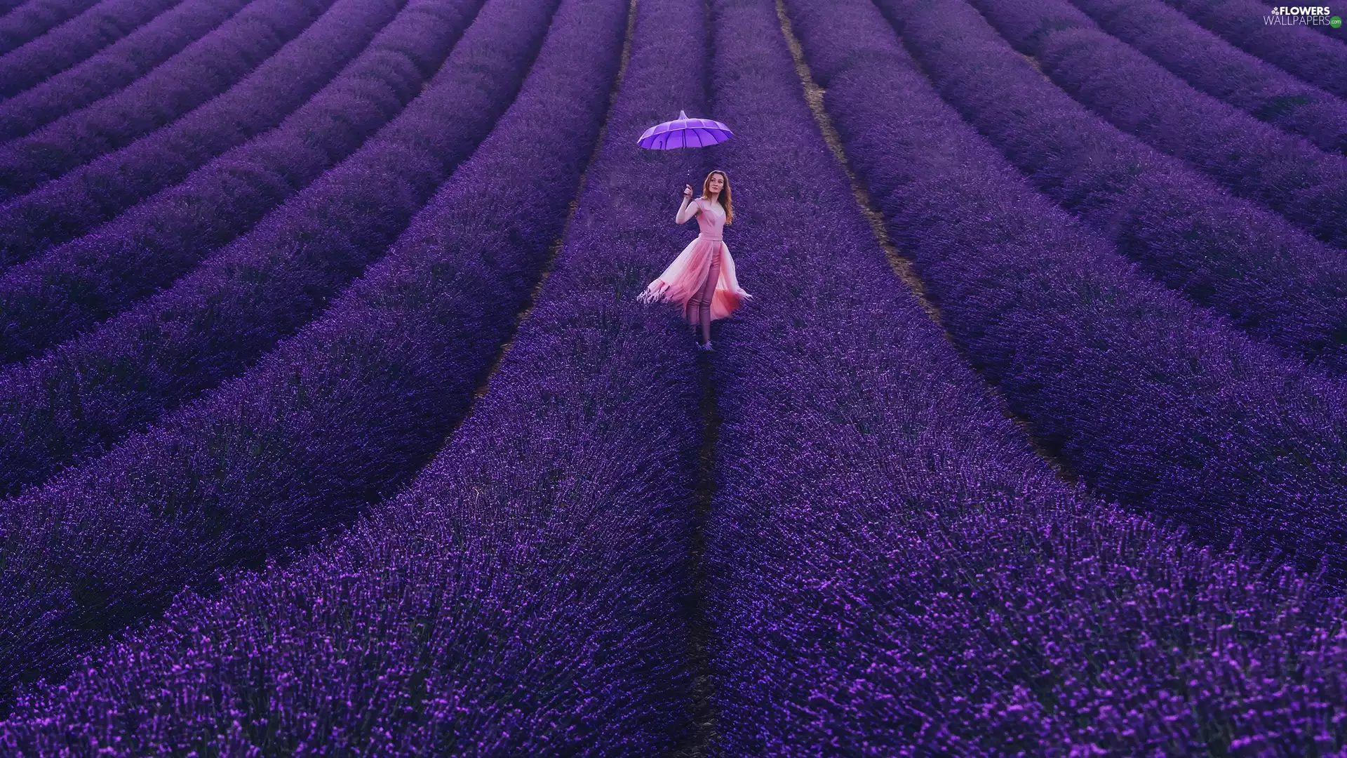 Field, Women, umbrella, lavender