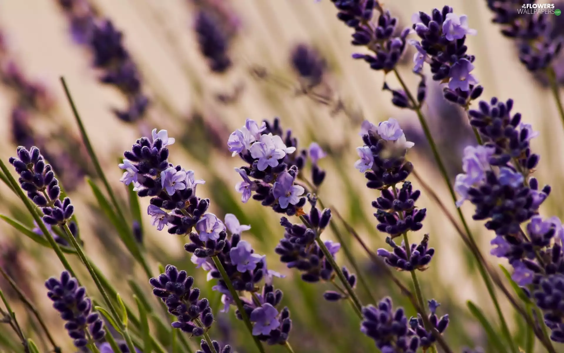 Flowers, lavender