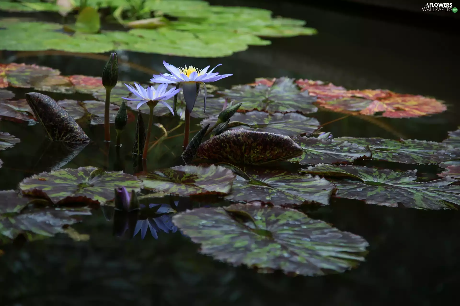 Two, purple, Buds, Leaf, Water lilies, Flowers