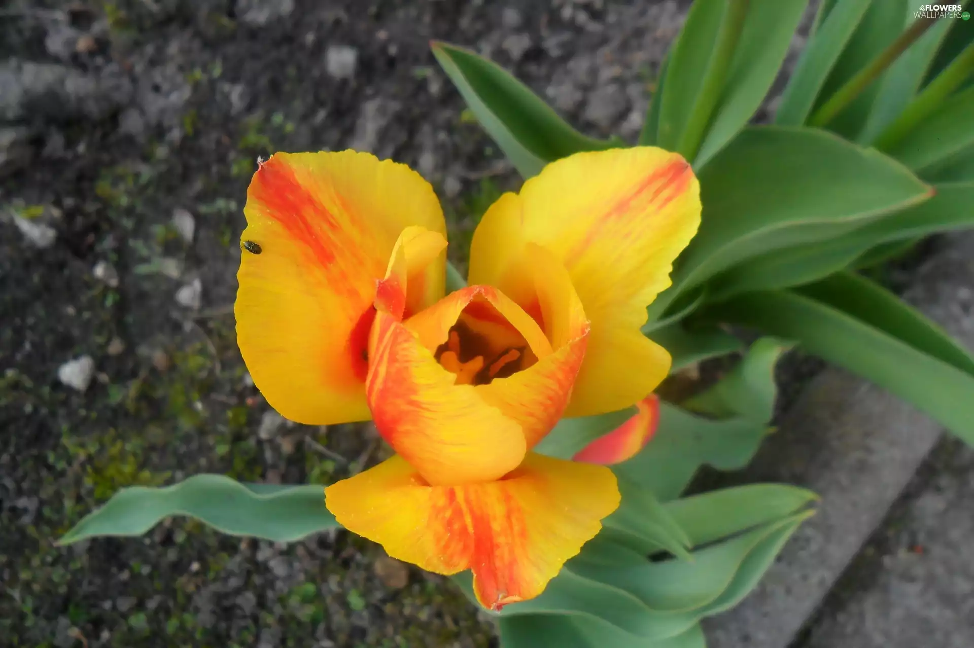 Yellow-orange, green ones, Leaf, tulip