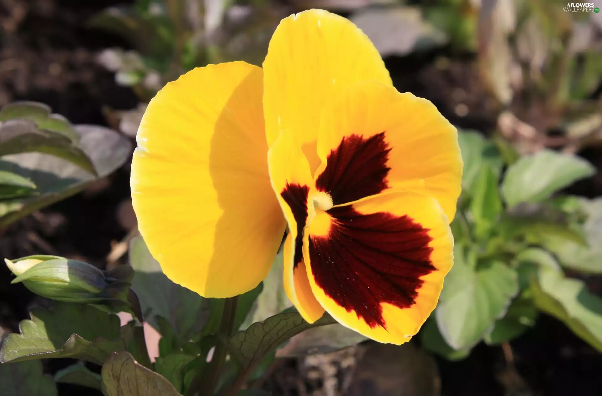 Leaf, Yellow, pansy