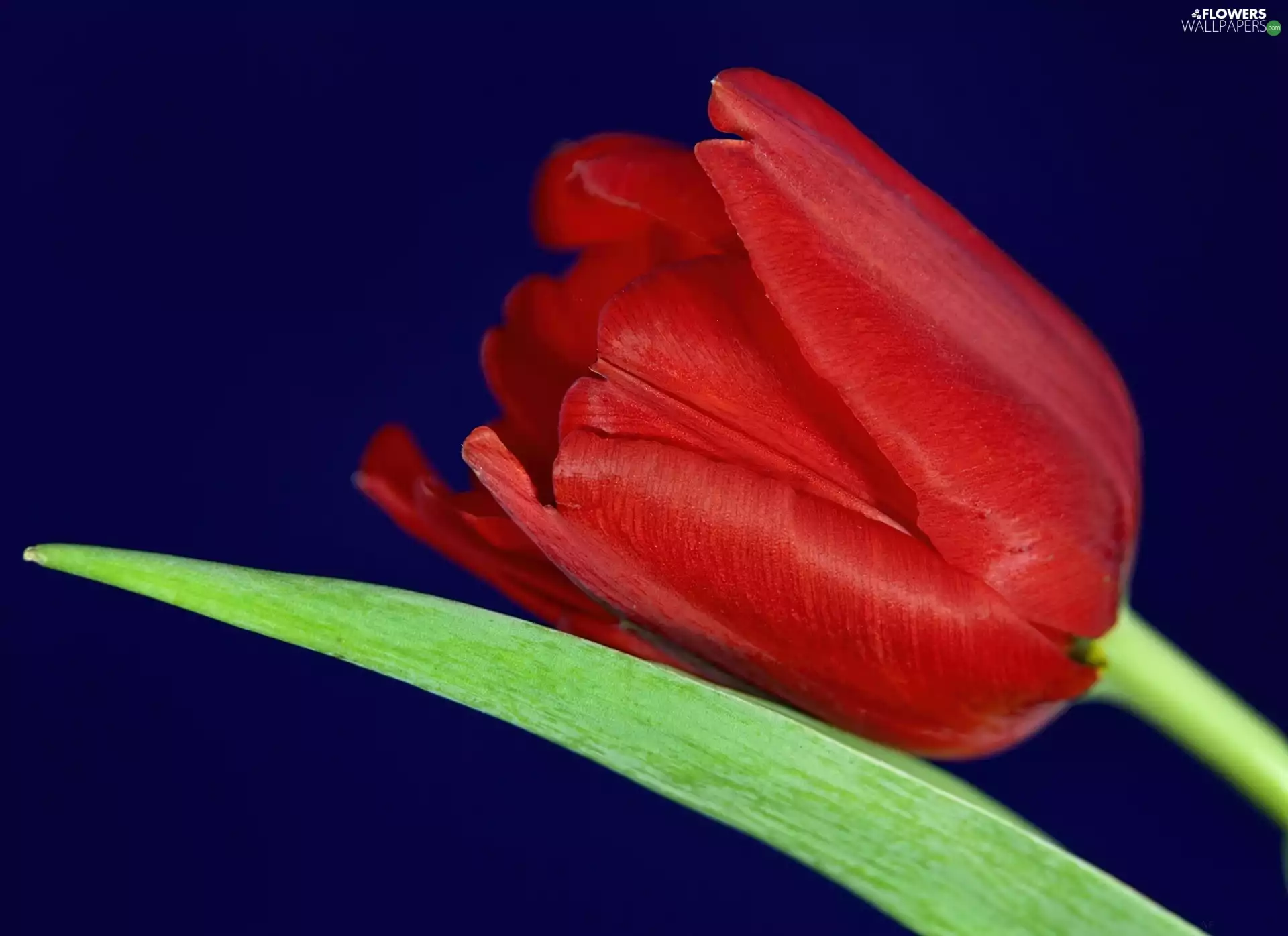 leaf, Red, tulip