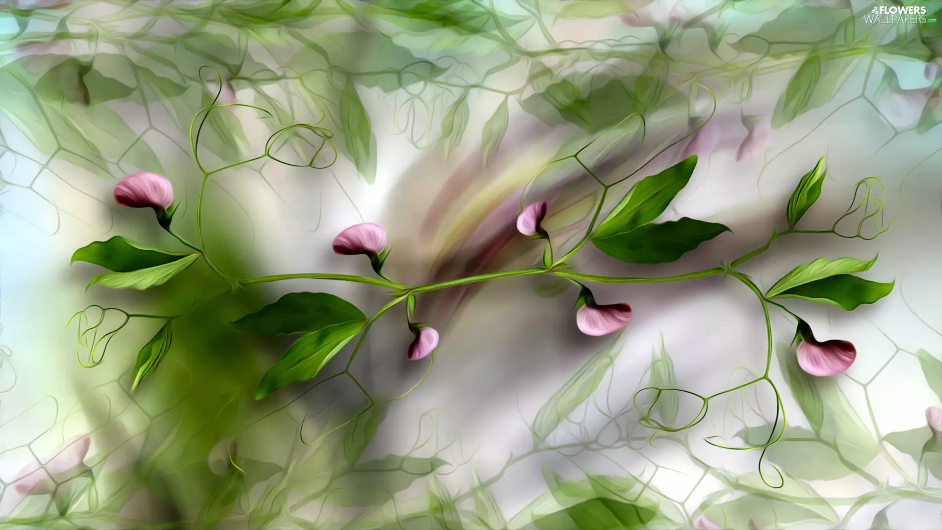 Fragrant Peas, twig, Leaf, graphics, Buds, Flowers