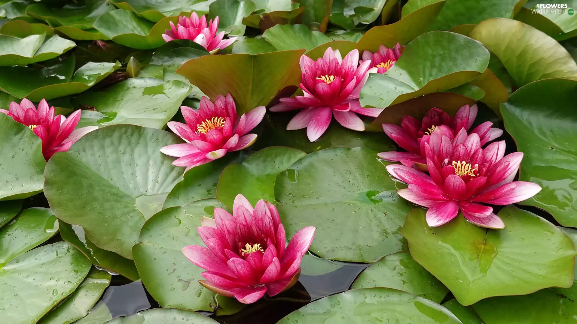 Water lilies, Flowers, Leaf