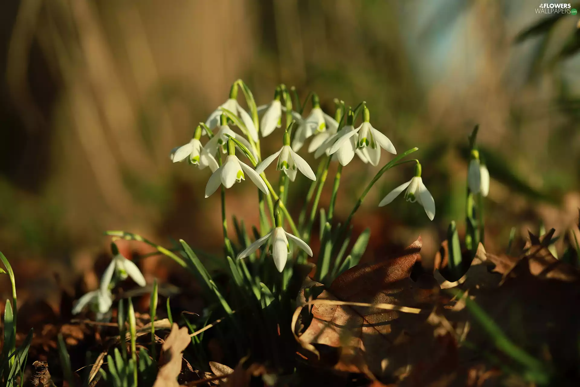 cluster, Leaf, White, Flowers, snowdrops
