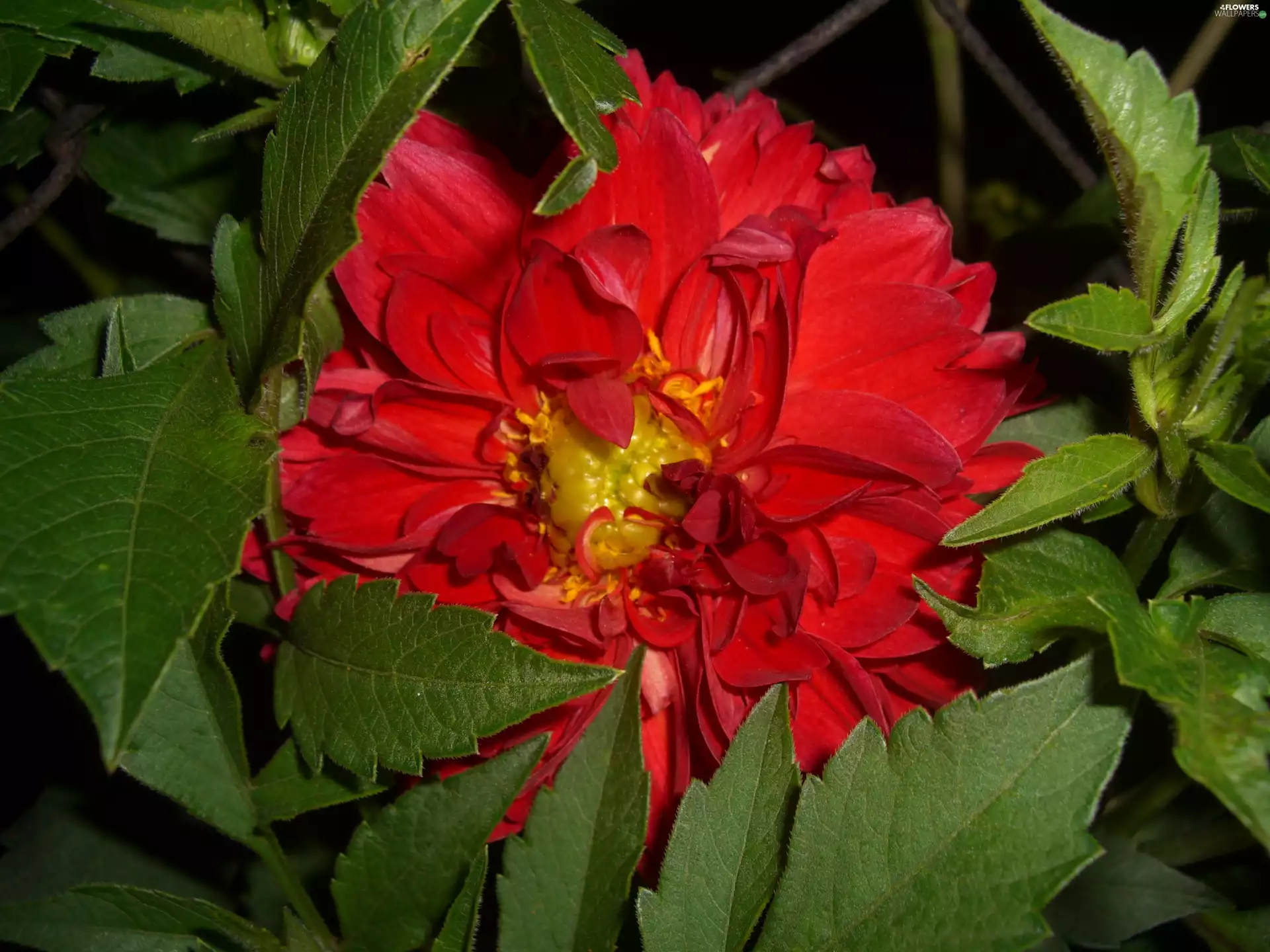 Dalia, Colourfull Flowers, leaves, Red