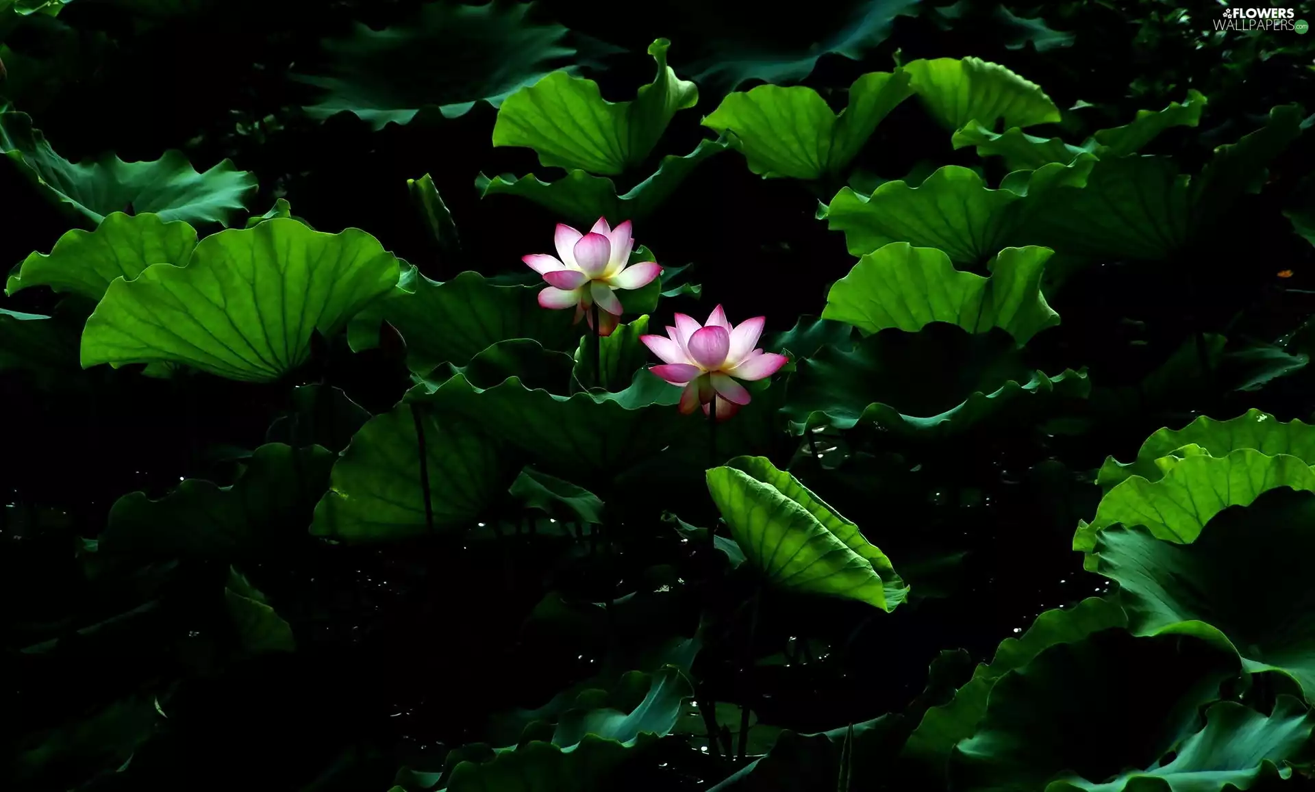 leaves, Flowers, lotus