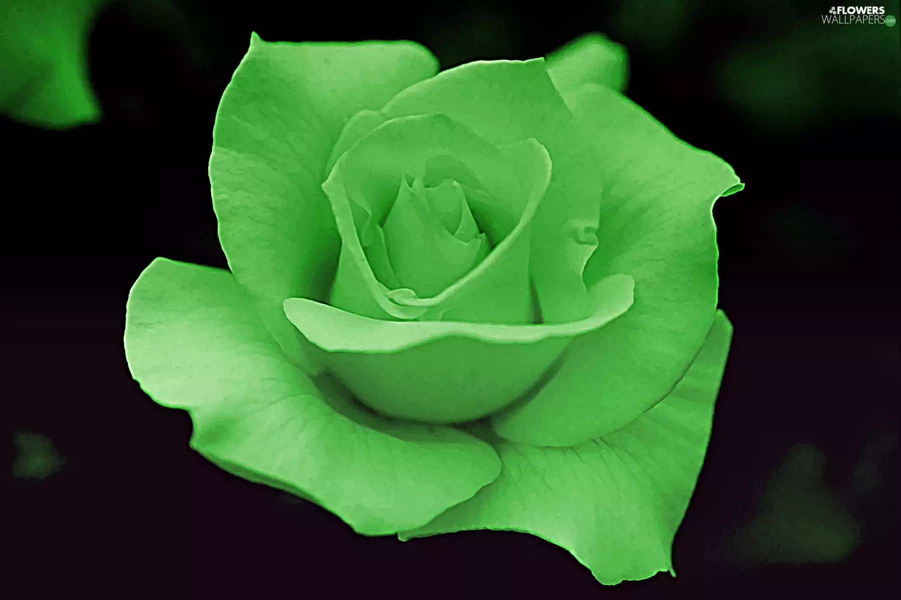 Light green, rose