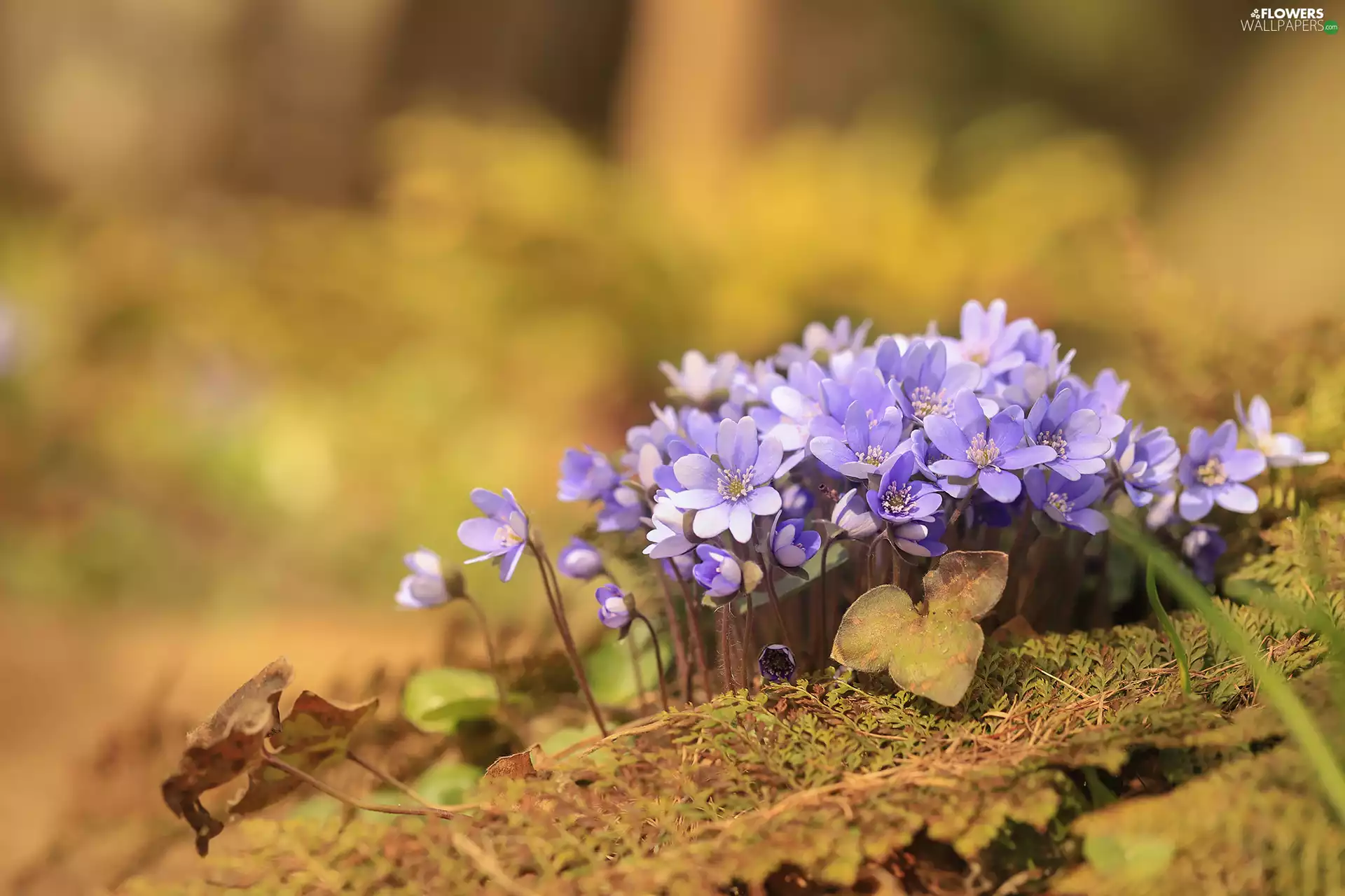 Liverworts, Flowers, cluster, lilac