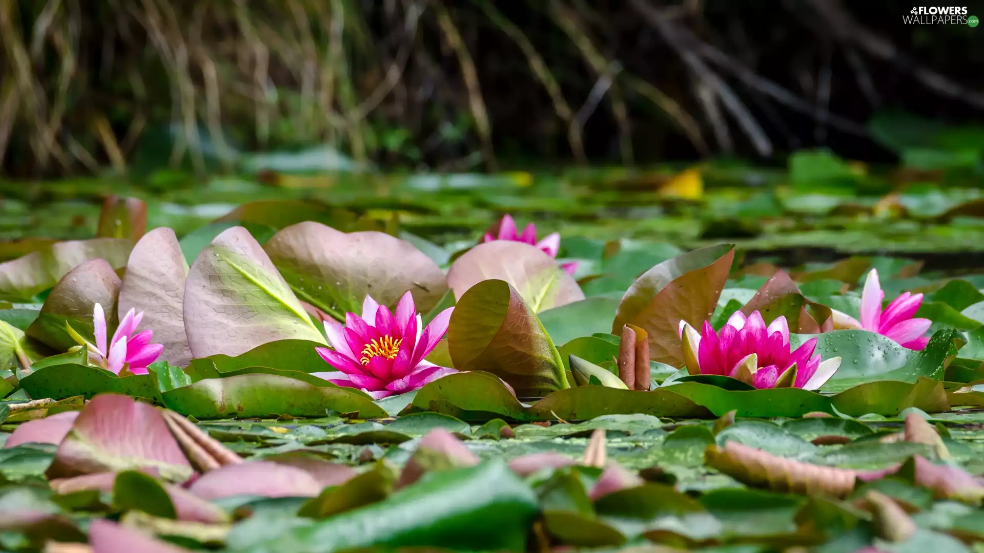 Leaf, Pink, Water lilies