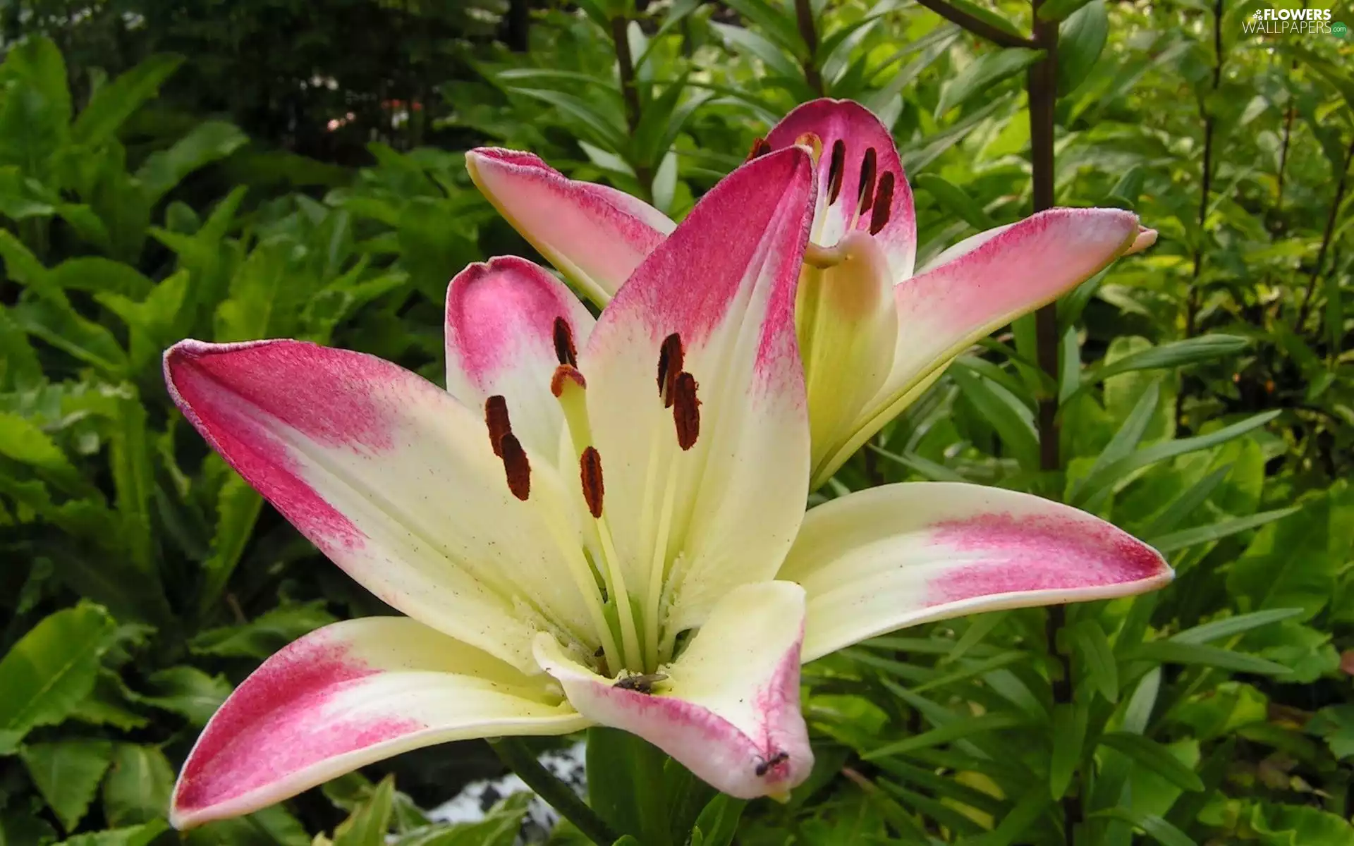 lilies, white, Pink