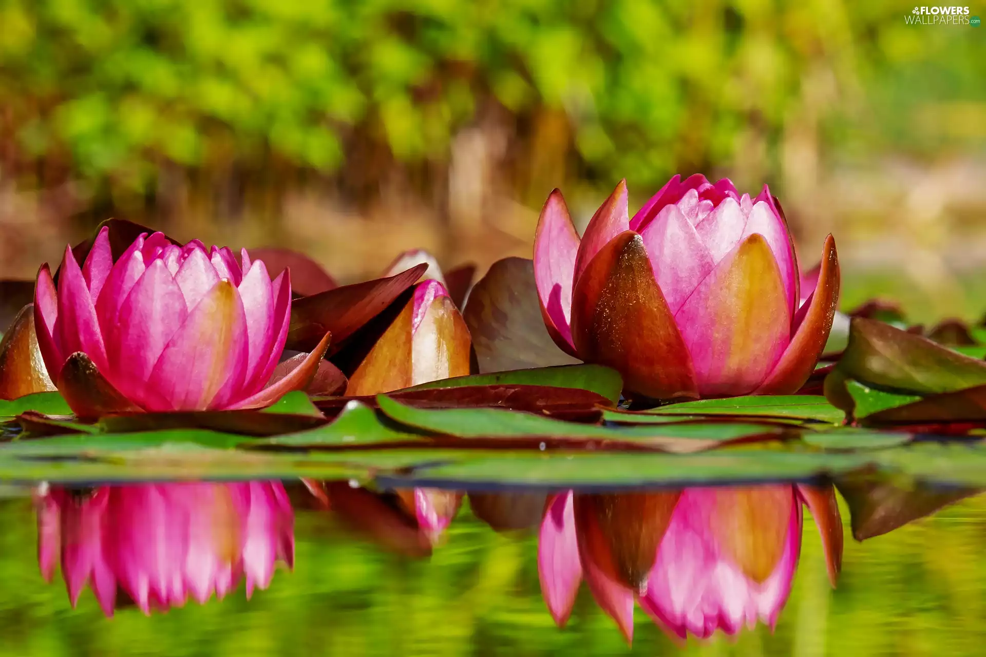 Water lilies, water, reflection, Nenufary