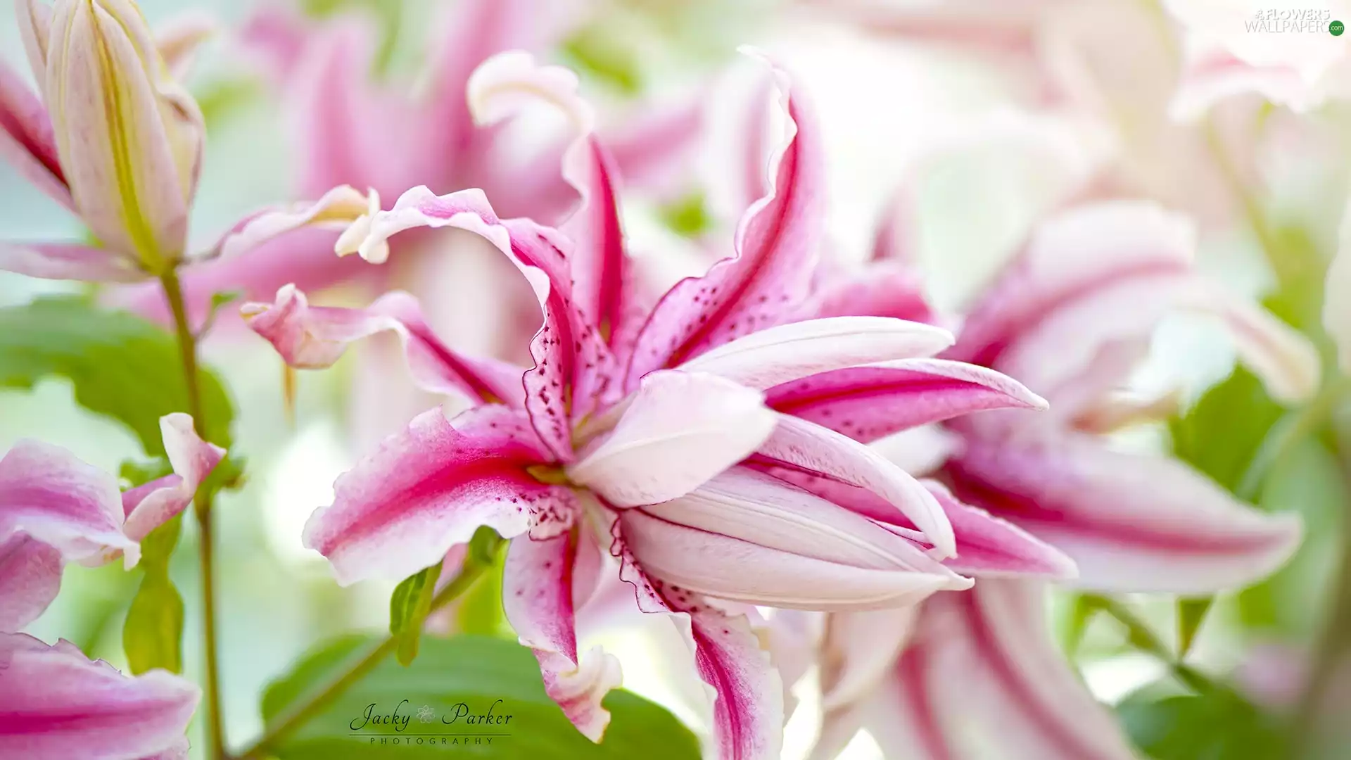 white and pink, lilies