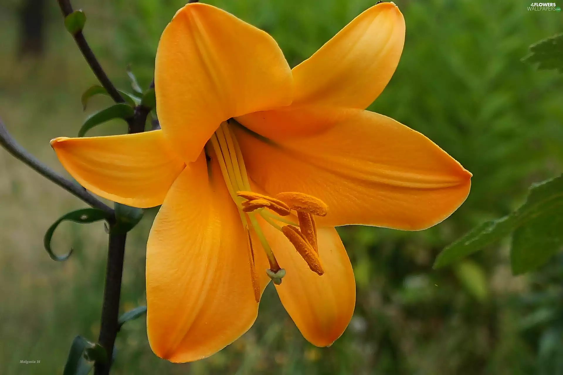 Lily, Orange, Blossoming