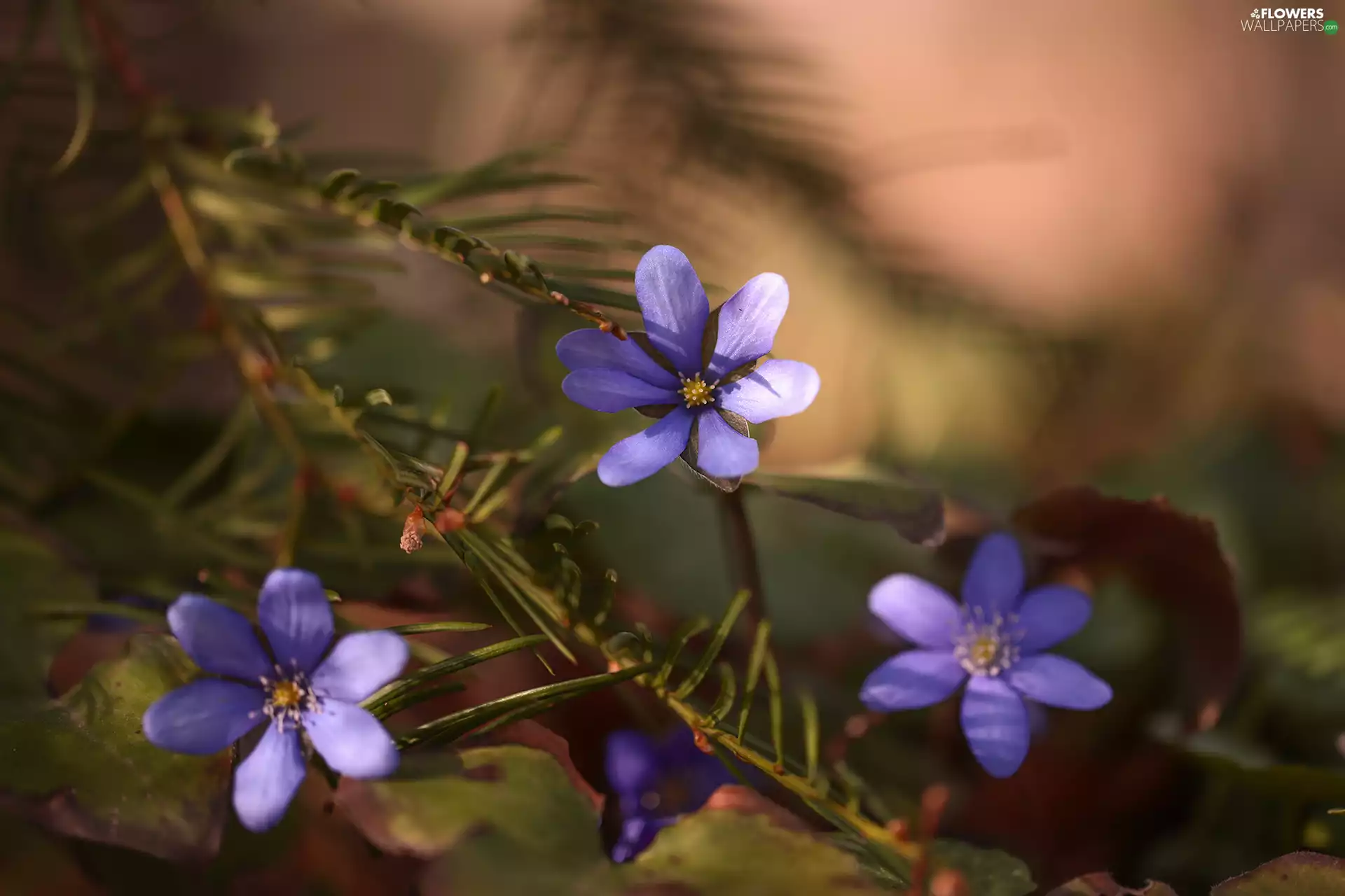 Three, purple, Flowers, Liverworts