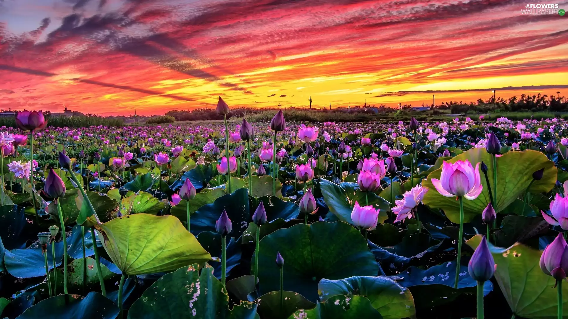 clouds, Great Sunsets, lotuses, Sky, Flowers