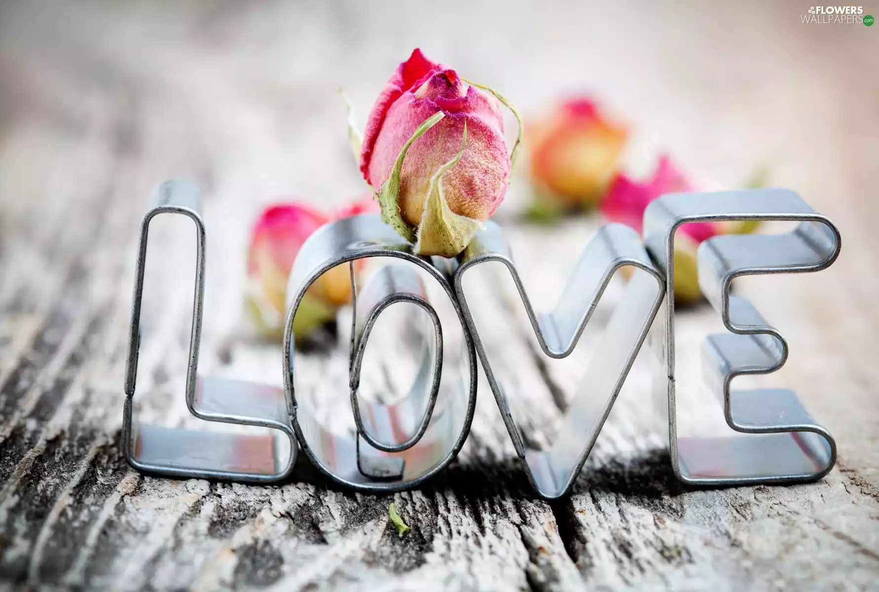 text, Flower, love, LOVE
