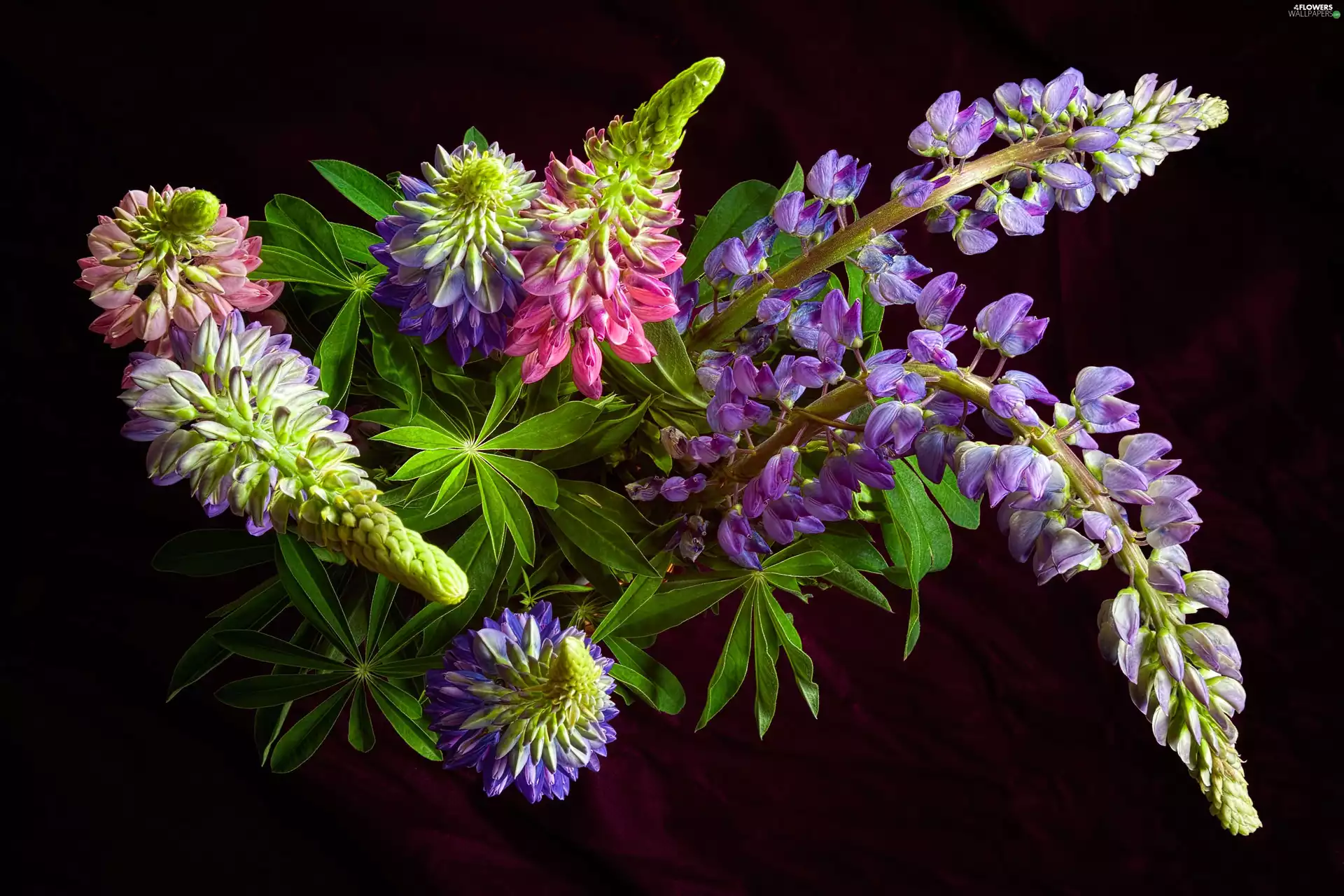 Flowers, lupine, Black Background, color