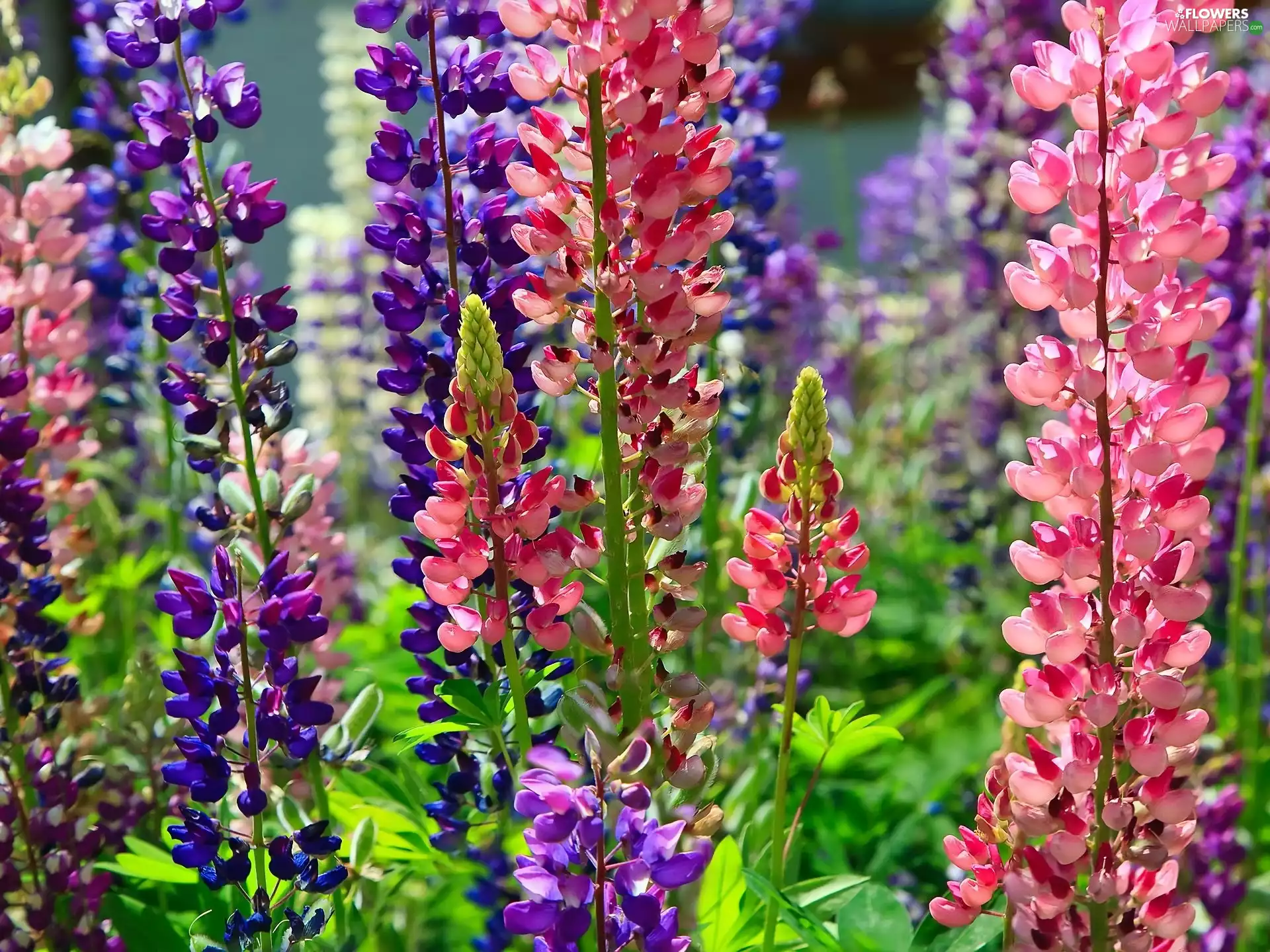 color, lupine
