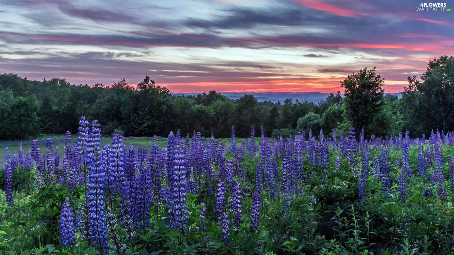 viewes, Great Sunsets, lupine, trees, Meadow