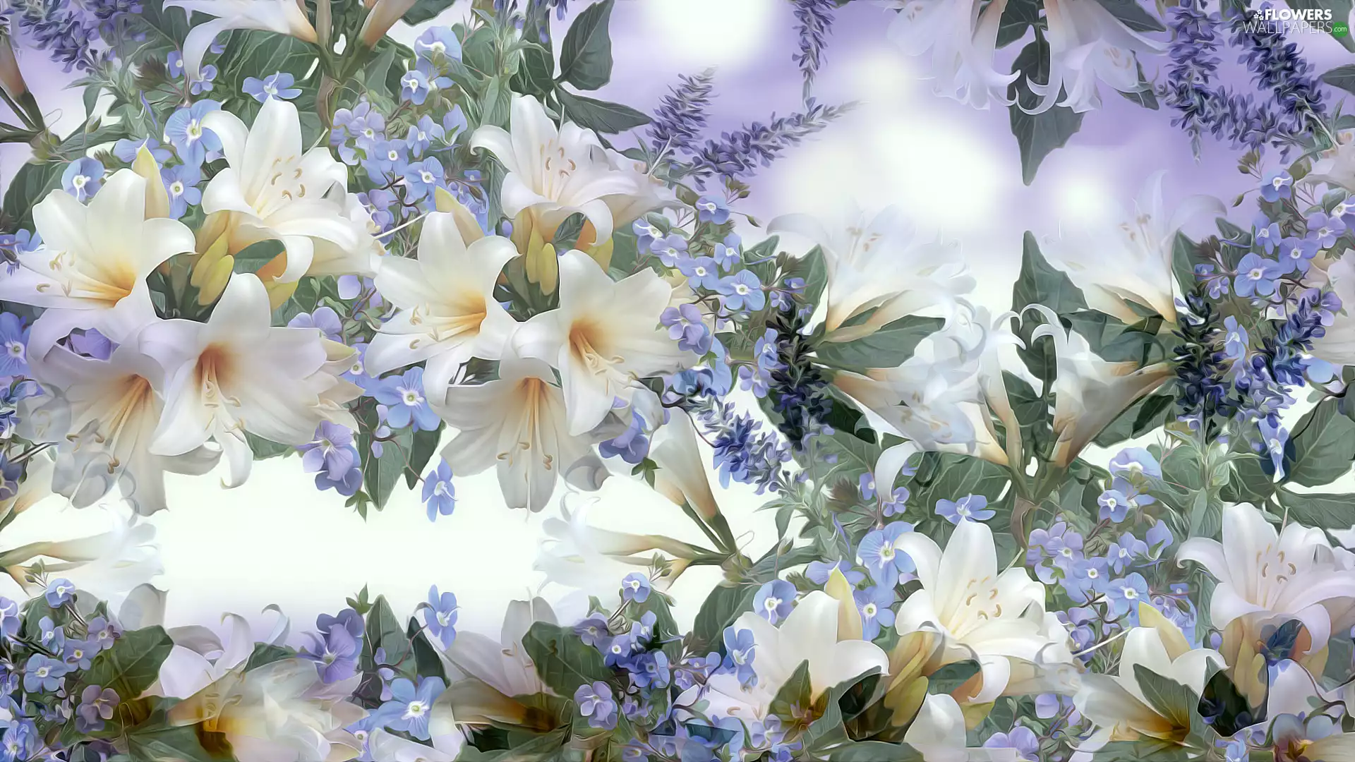 Flowers, Blue-eyed-Mary, graphics, lilies