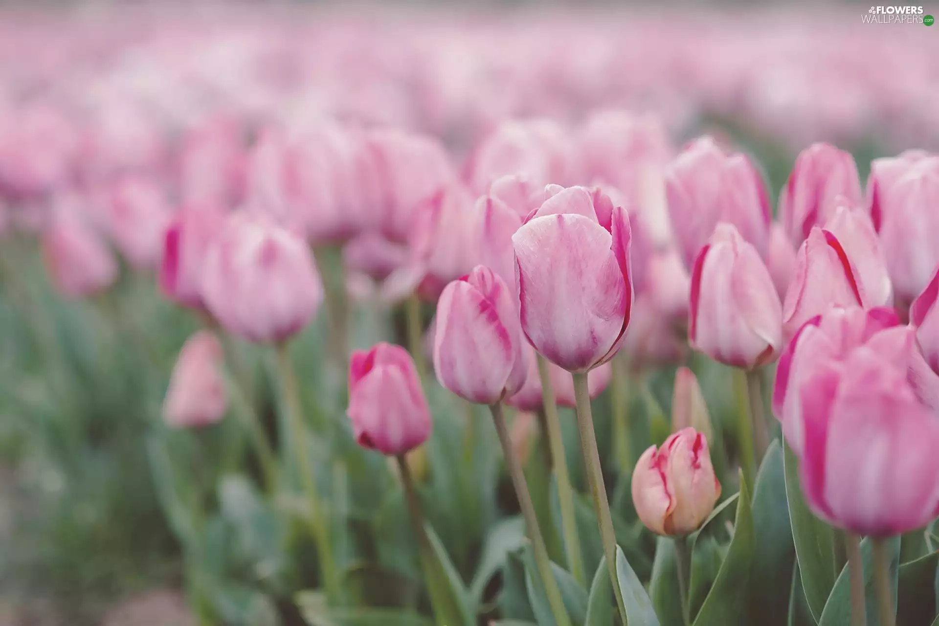 blurry background, Tulips, Meadow