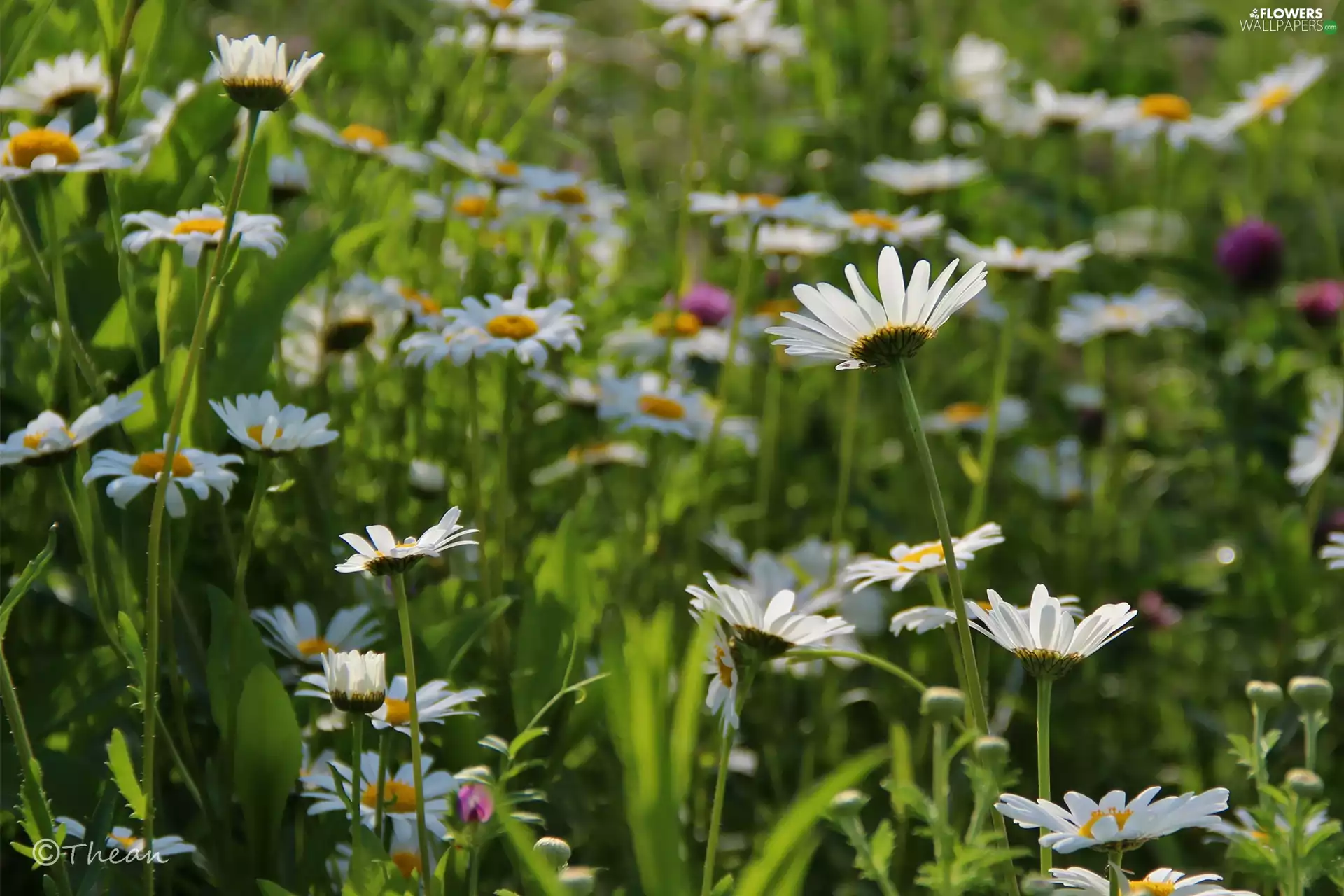 daisy, Flowers, Meadow, White