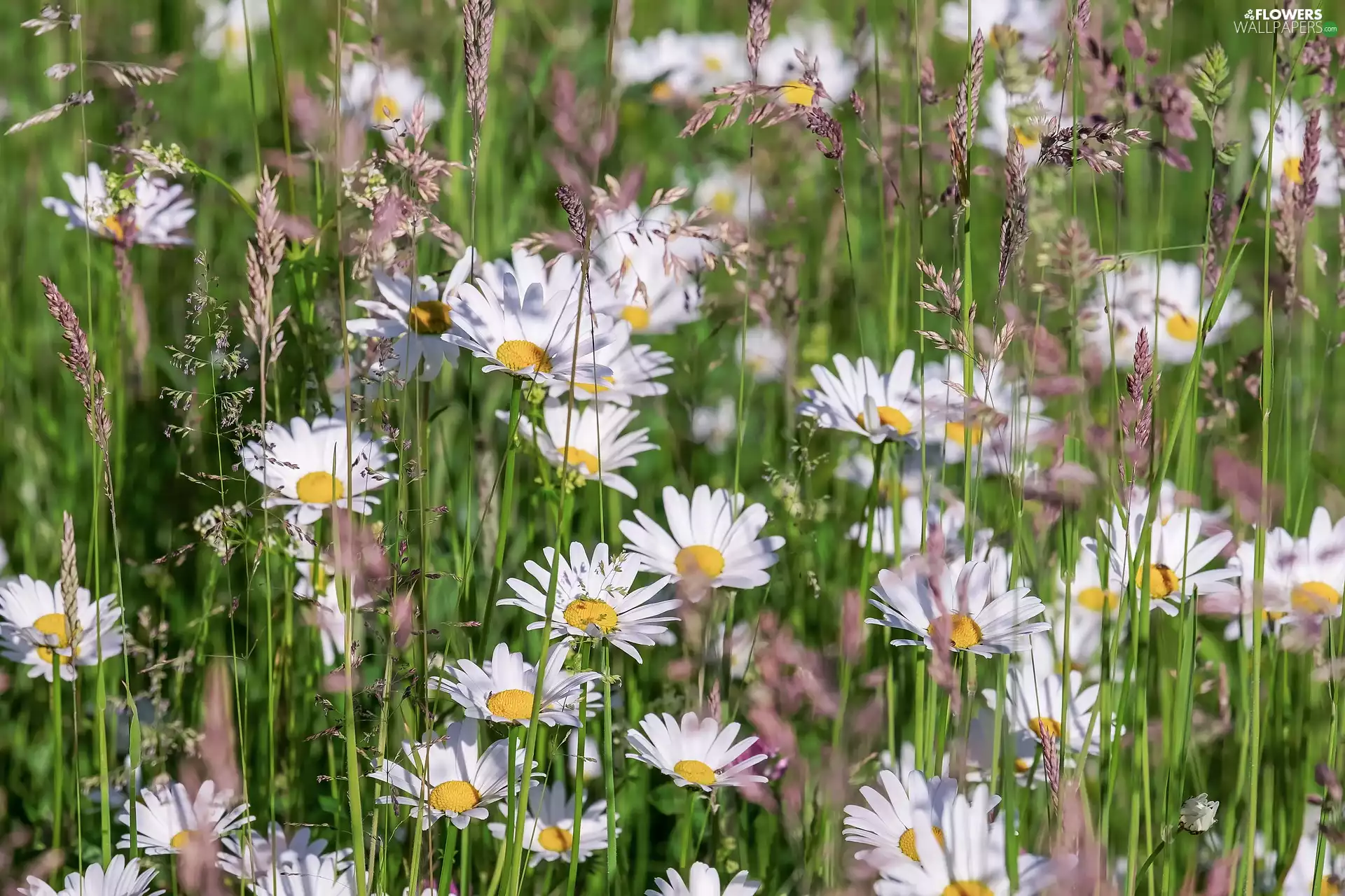 Meadow, daisies, grass