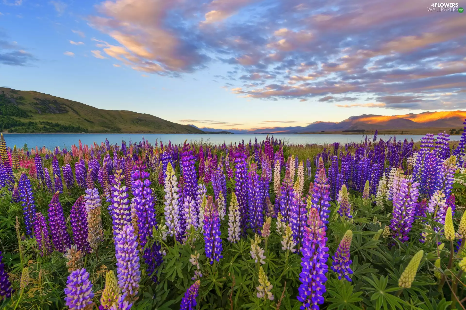 lupine, car in the meadow, clouds, Flowers, Tekapo Lake, Mountains, New Zeland