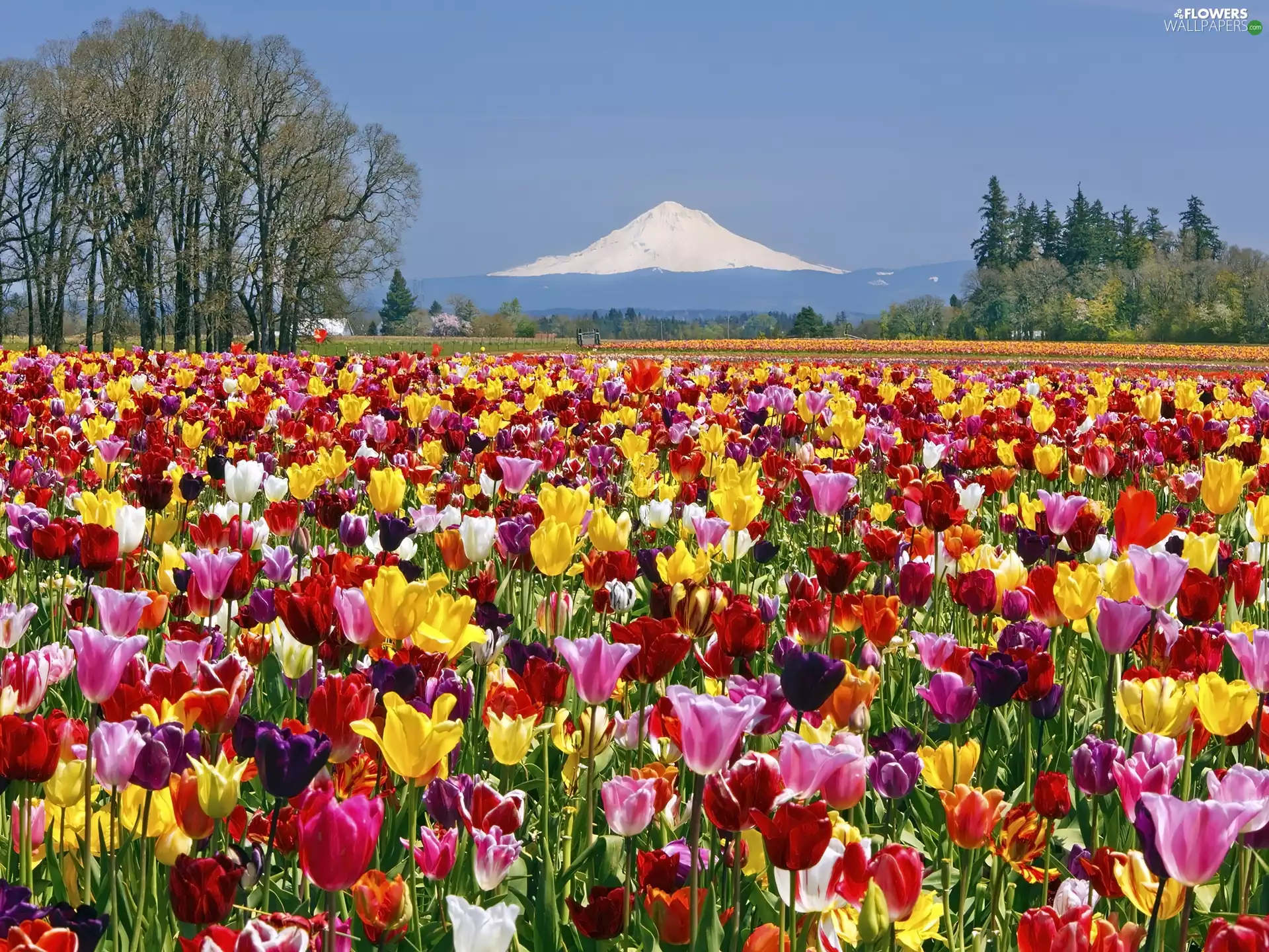 mountains, Field, Tulips