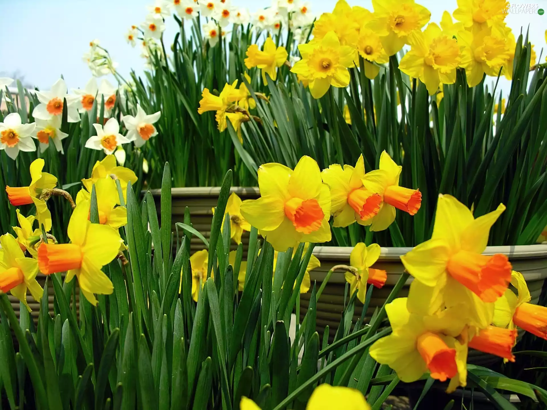 Daffodils, White, Yellow