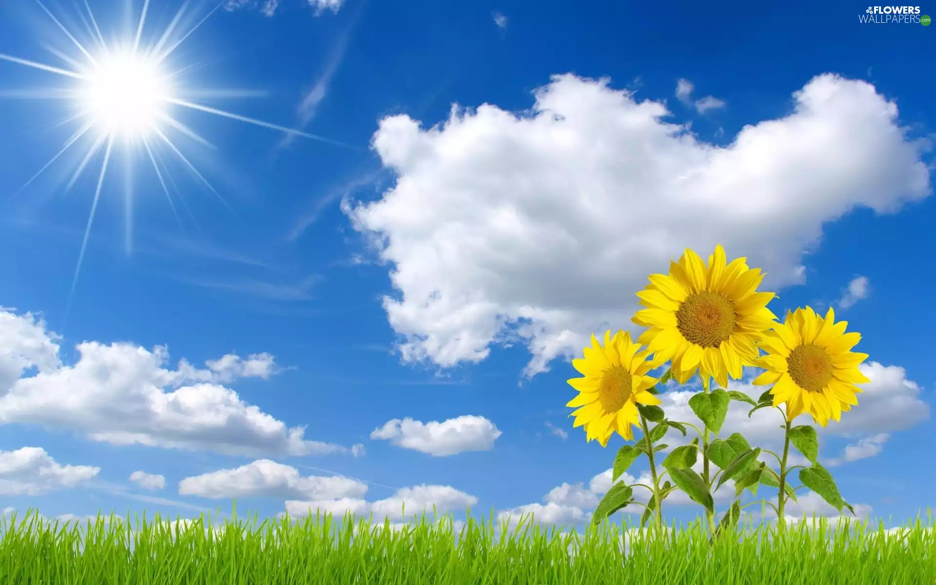 Sky, grass, Nice sunflowers, sun