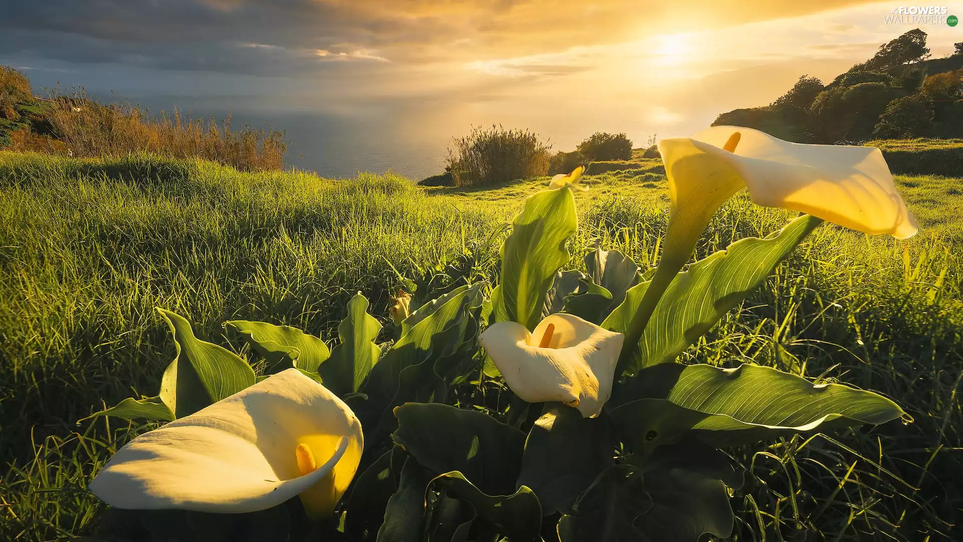 Meadow, Calla, rays of the Sun, Flowers