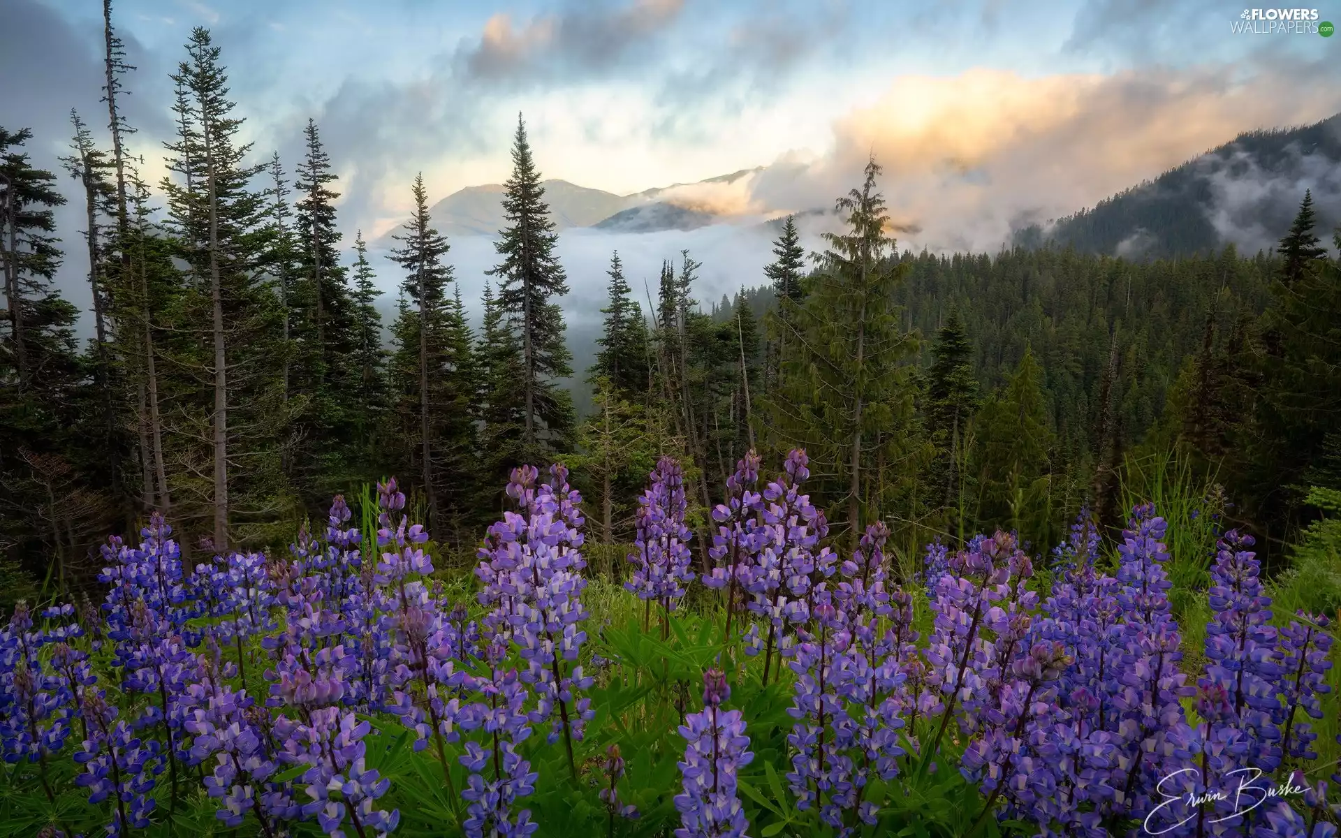 viewes, Washington, Mountains, Fog, forest, The United States, Olympic National Park, clouds, lupine, trees