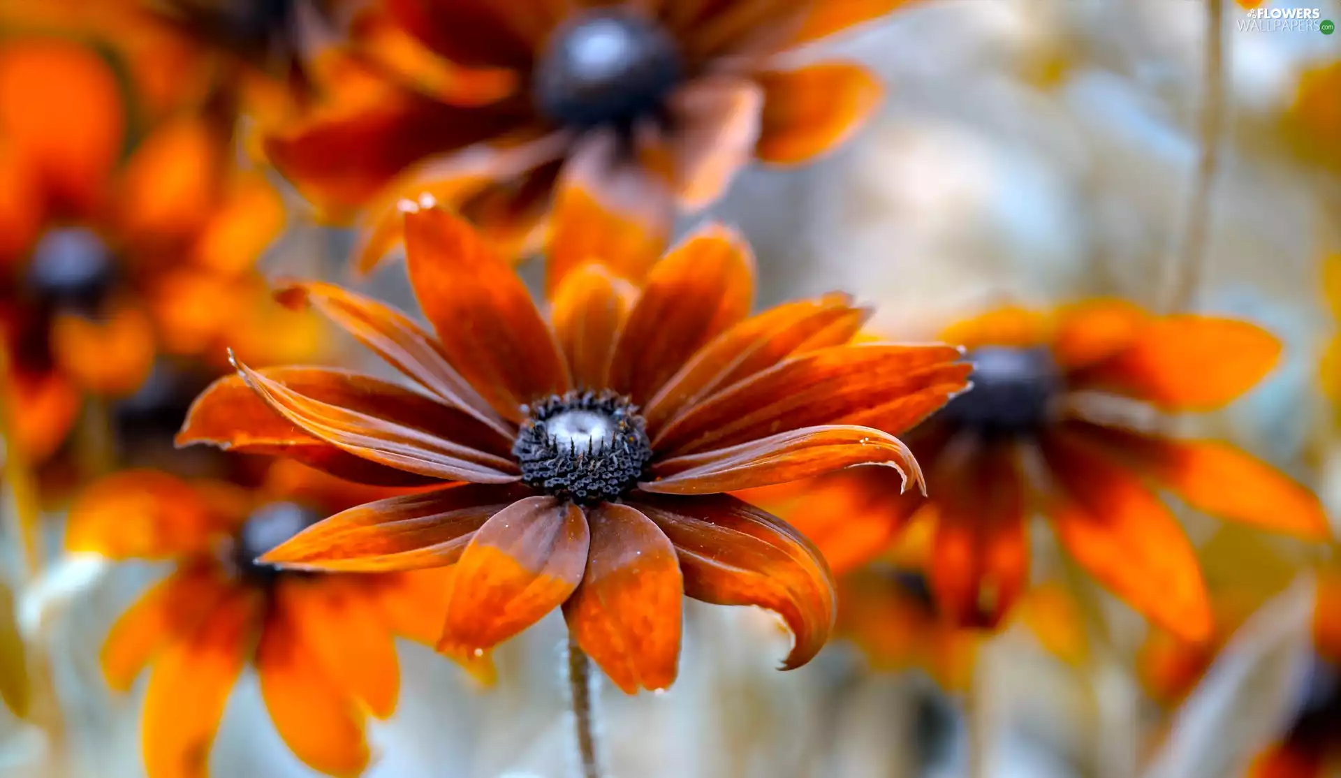 Rudbeckia, Colourfull Flowers, Orange