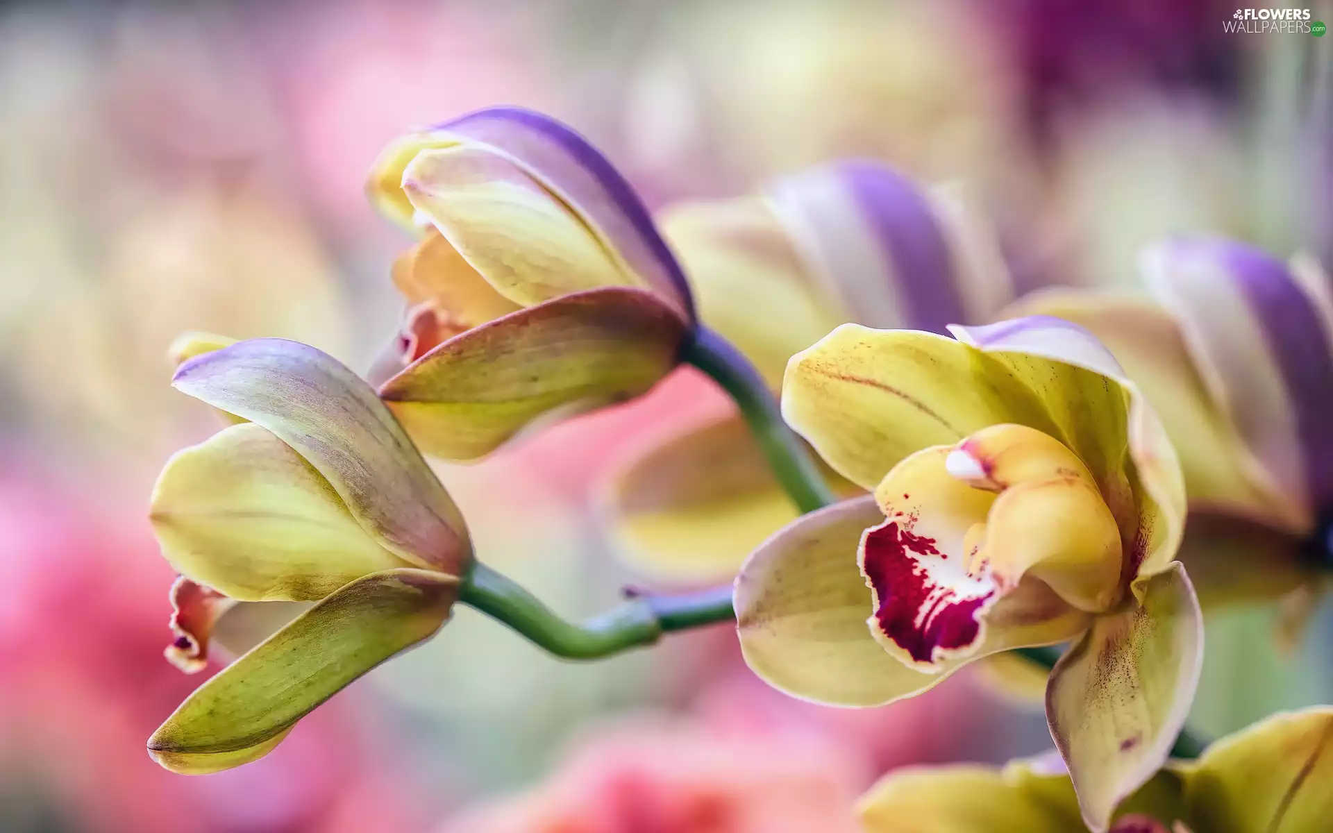 orchid, orchids
