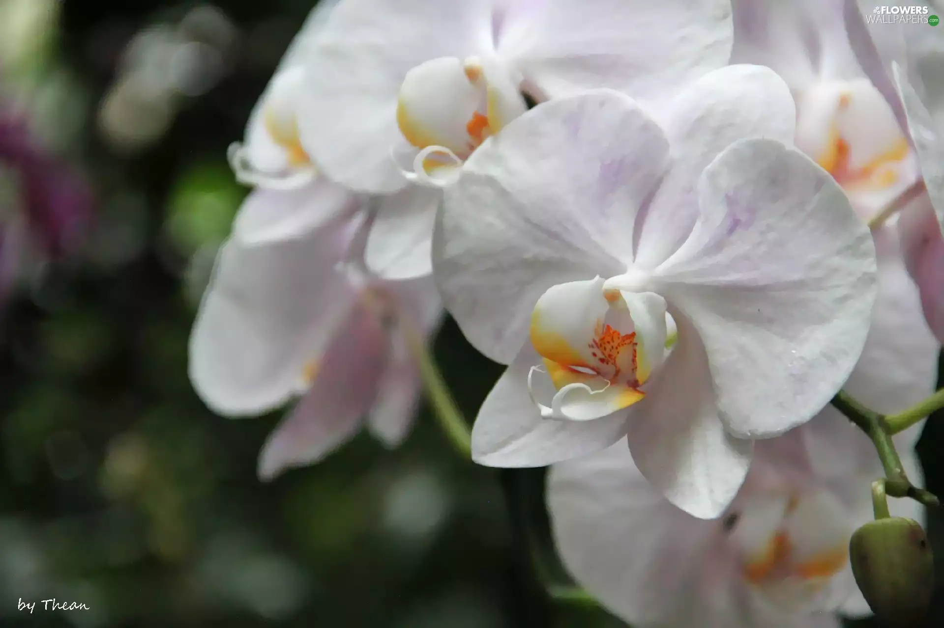orchid, orchid, White - Flowers wallpapers: 1920x1279