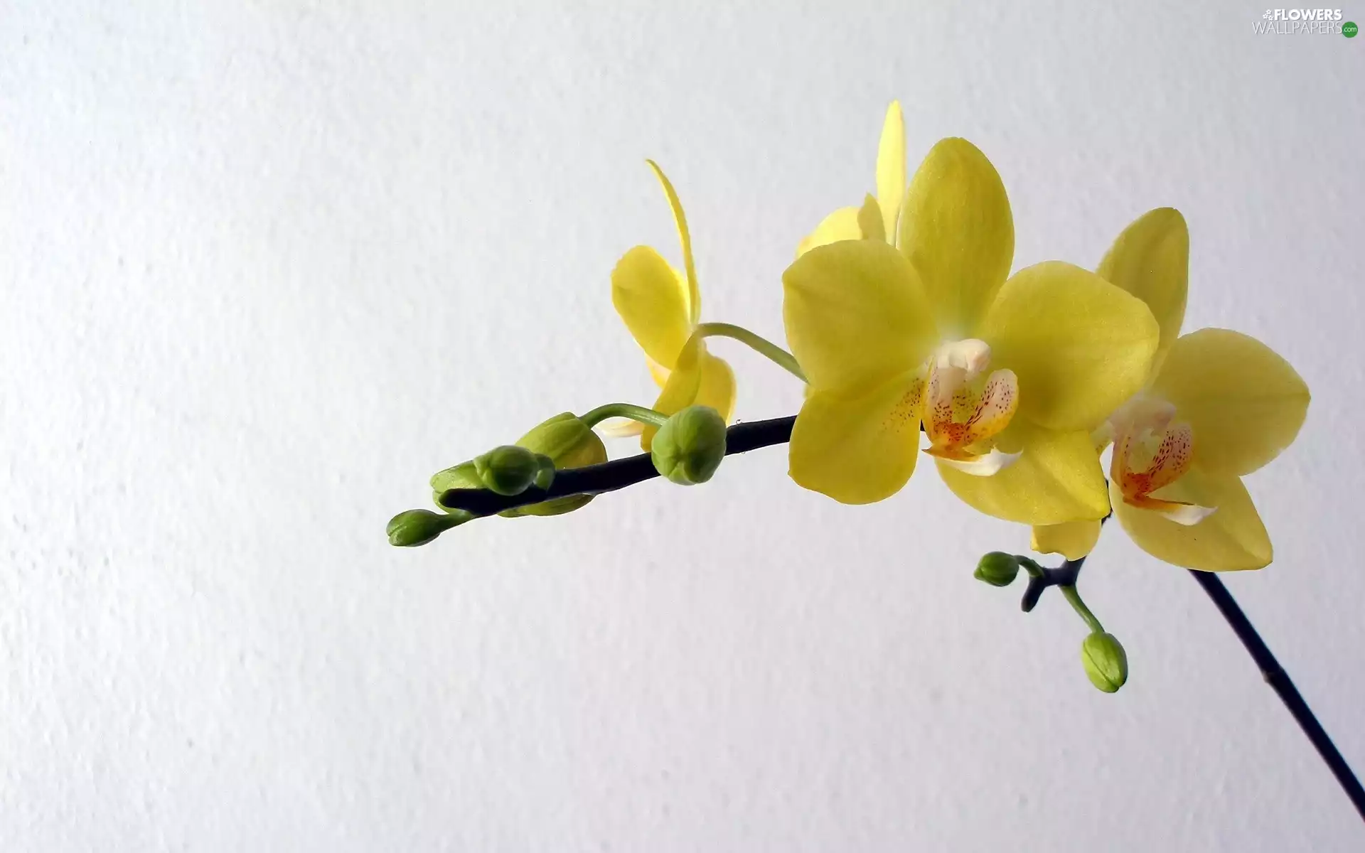 Yellow, orchid