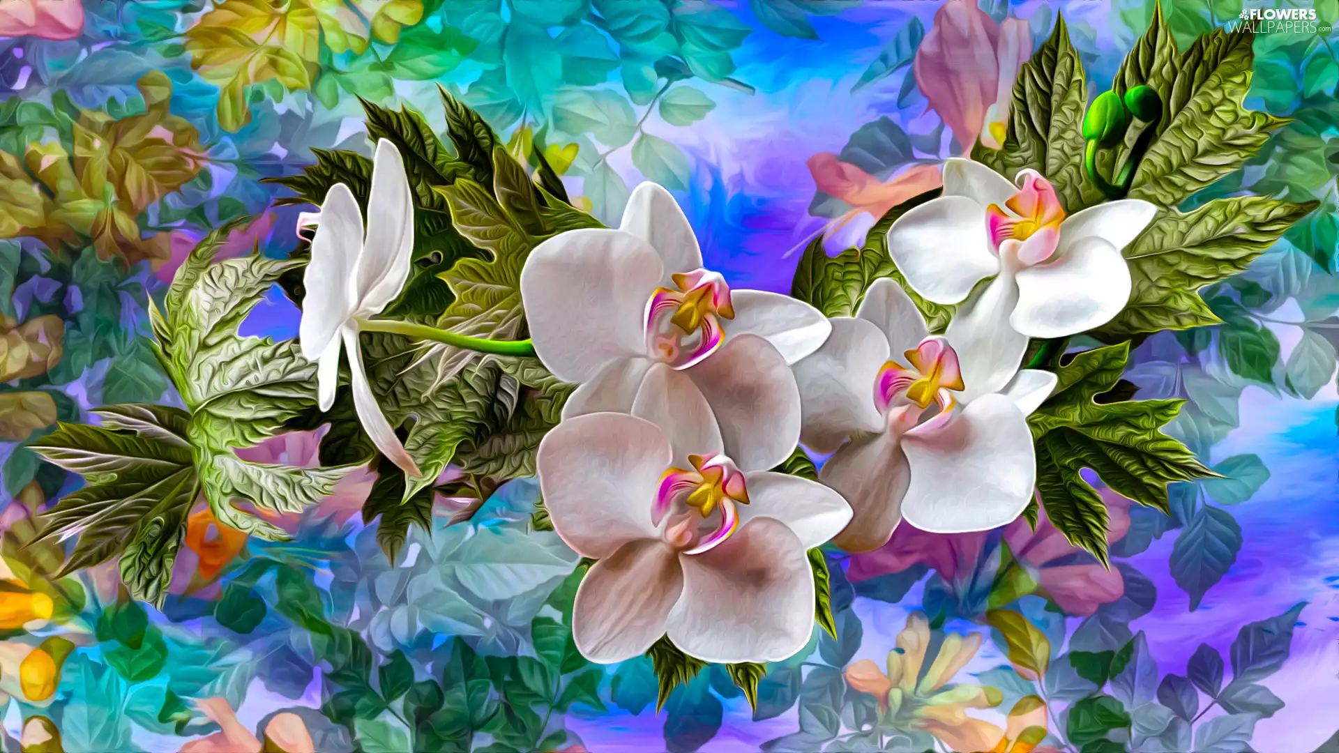 graphics, Colorful Background, orchids, Leaf, Flowers