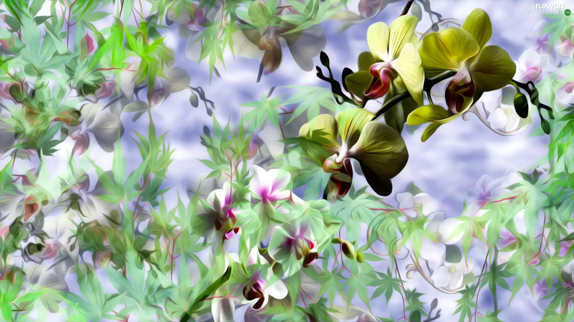 Flowers, Leaf, graphics, orchids