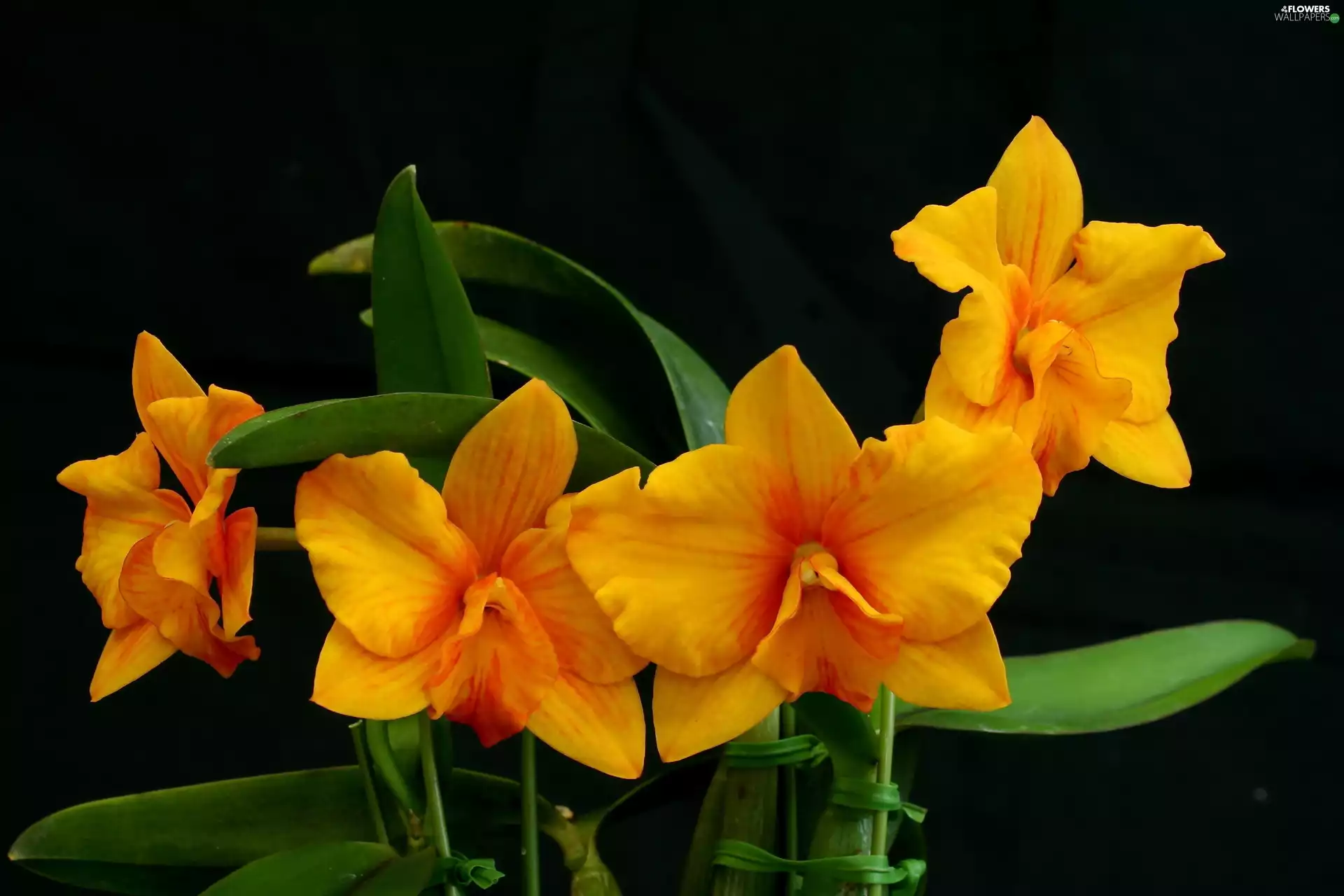 Orange, orchids