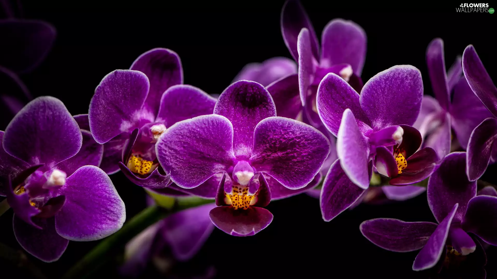 purple, Black, background, orchids