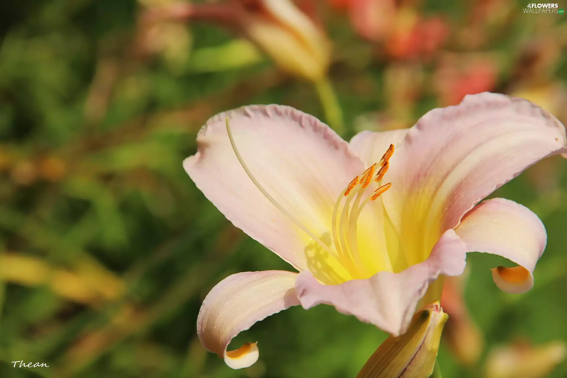 Pale pink, lily